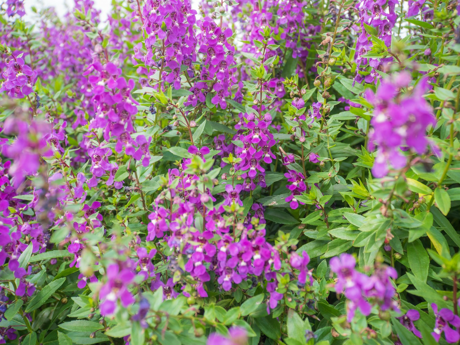 Fiori viola vivaci che fioriscono tra foglie verdi lussureggianti