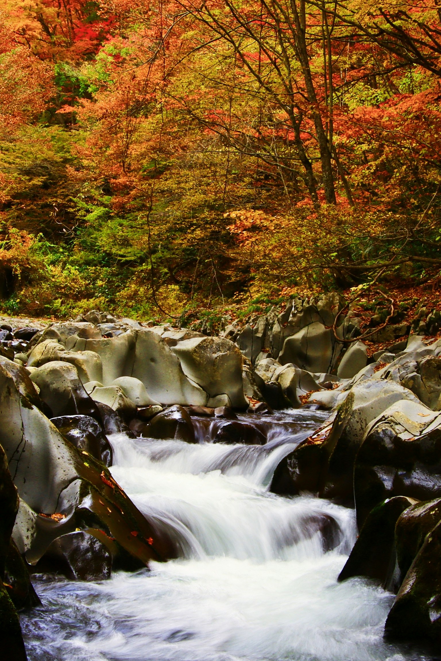 Fiume che scorre circondato da foglie autunnali vivaci e rocce