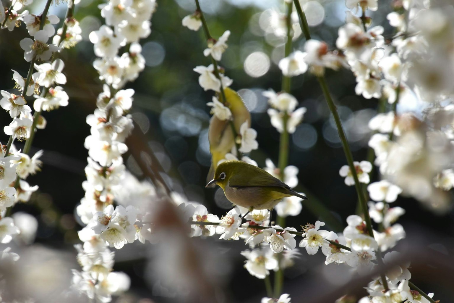 Petit oiseau vert entouré de fleurs blanches