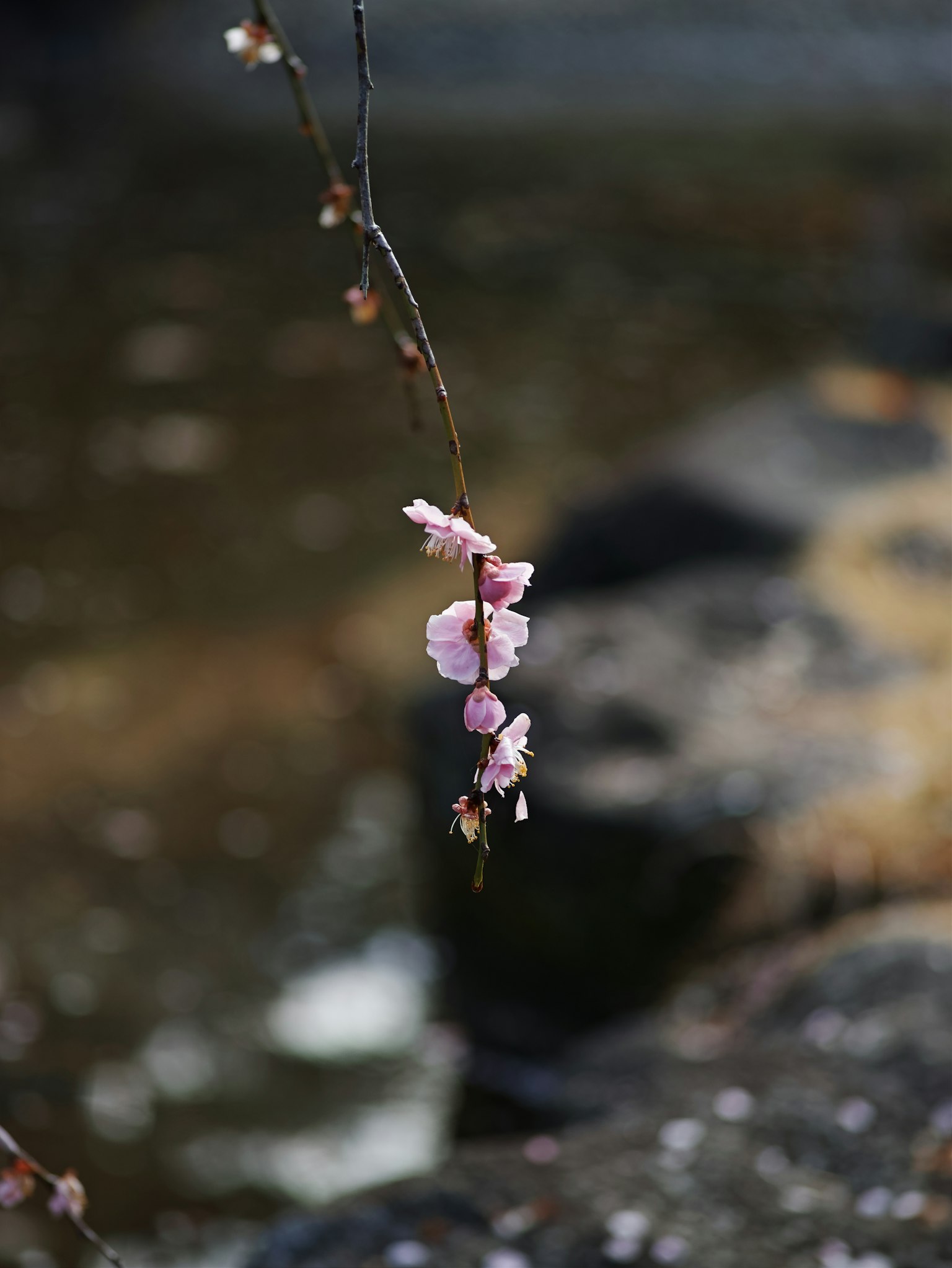 Delicate fiori di ciliegio rosa che pendono sopra una superficie d'acqua serena