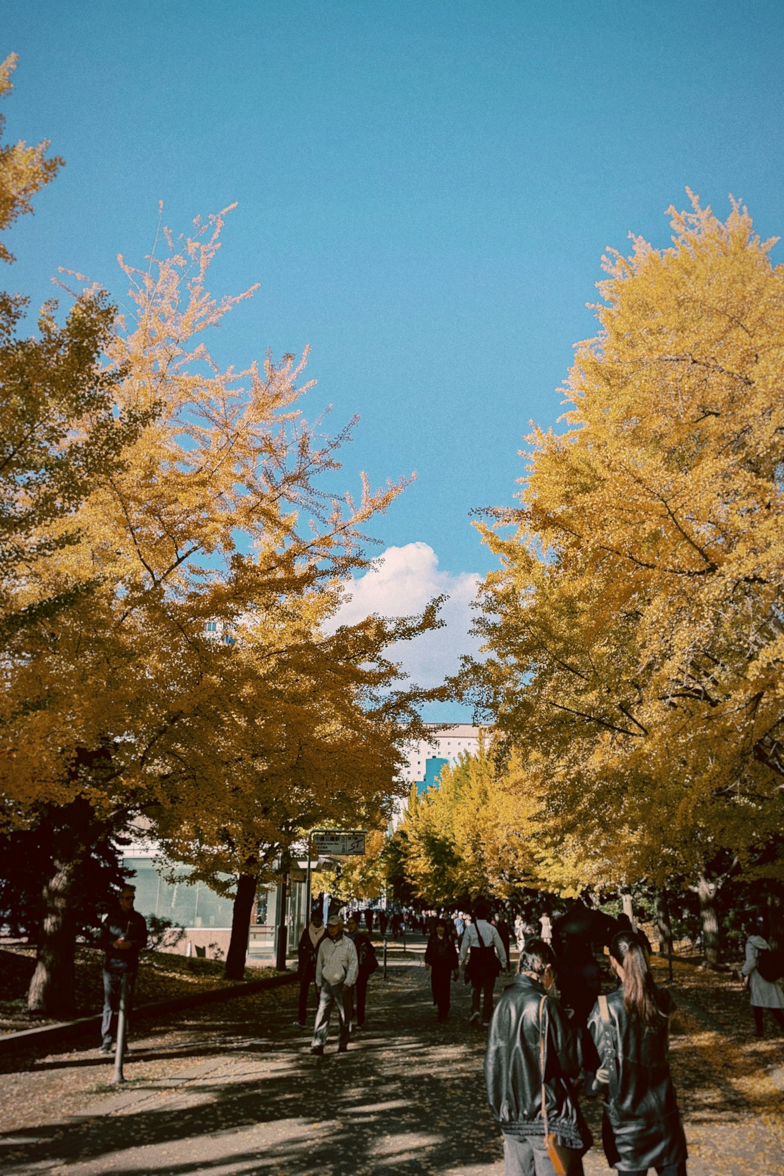Persone che camminano sotto alberi gialli d'autunno contro un cielo blu