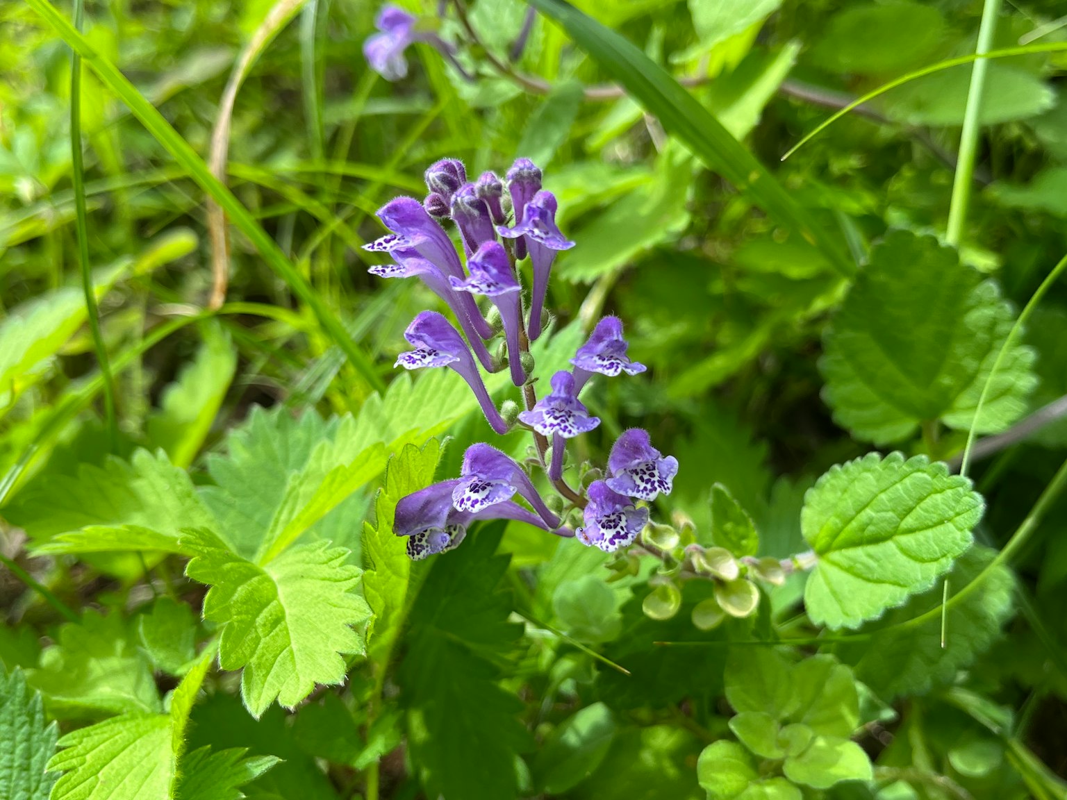 紫色花朵在綠色葉子中盛開