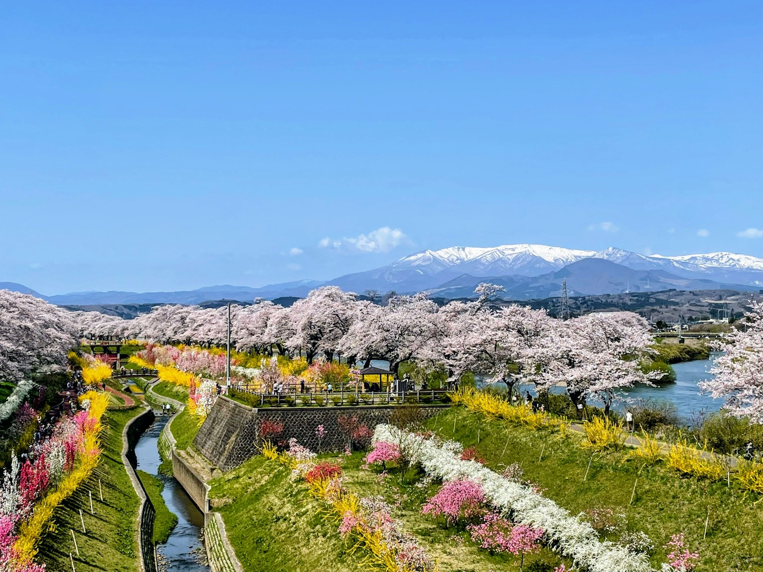 ทิวทัศน์ที่สวยงามพร้อมดอกซากุระและดอกไม้ภูเขาที่มีความงดงามอยู่เบื้องหลัง