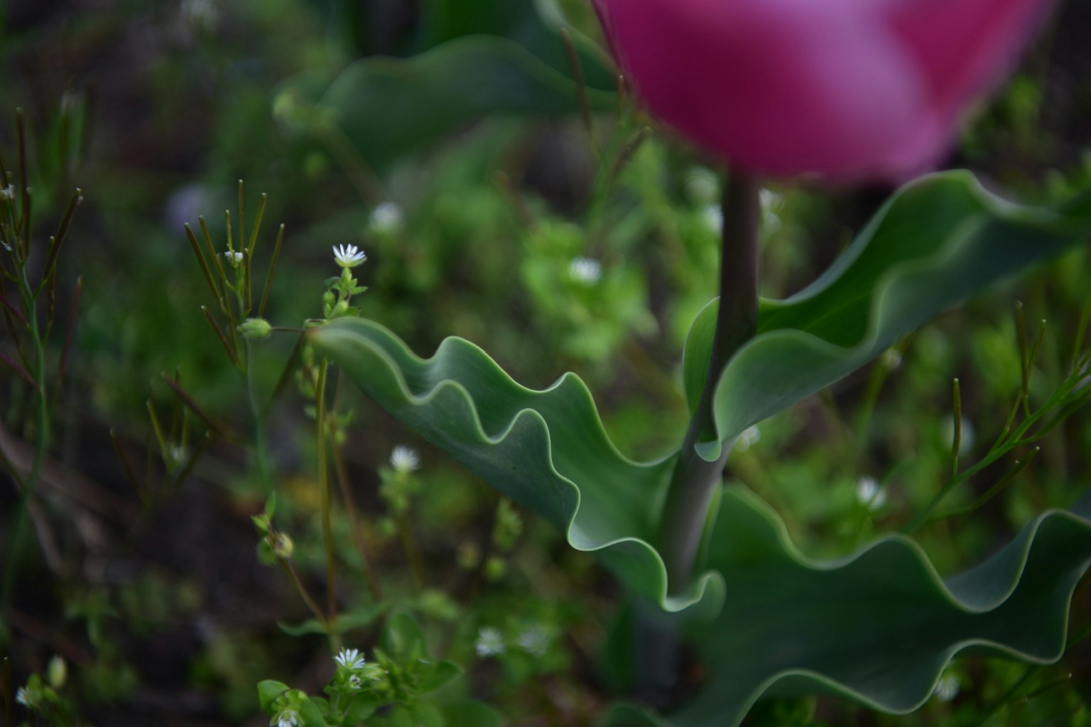 Rosa Tulpe umgeben von grünen Blättern und kleinen weißen Blumen