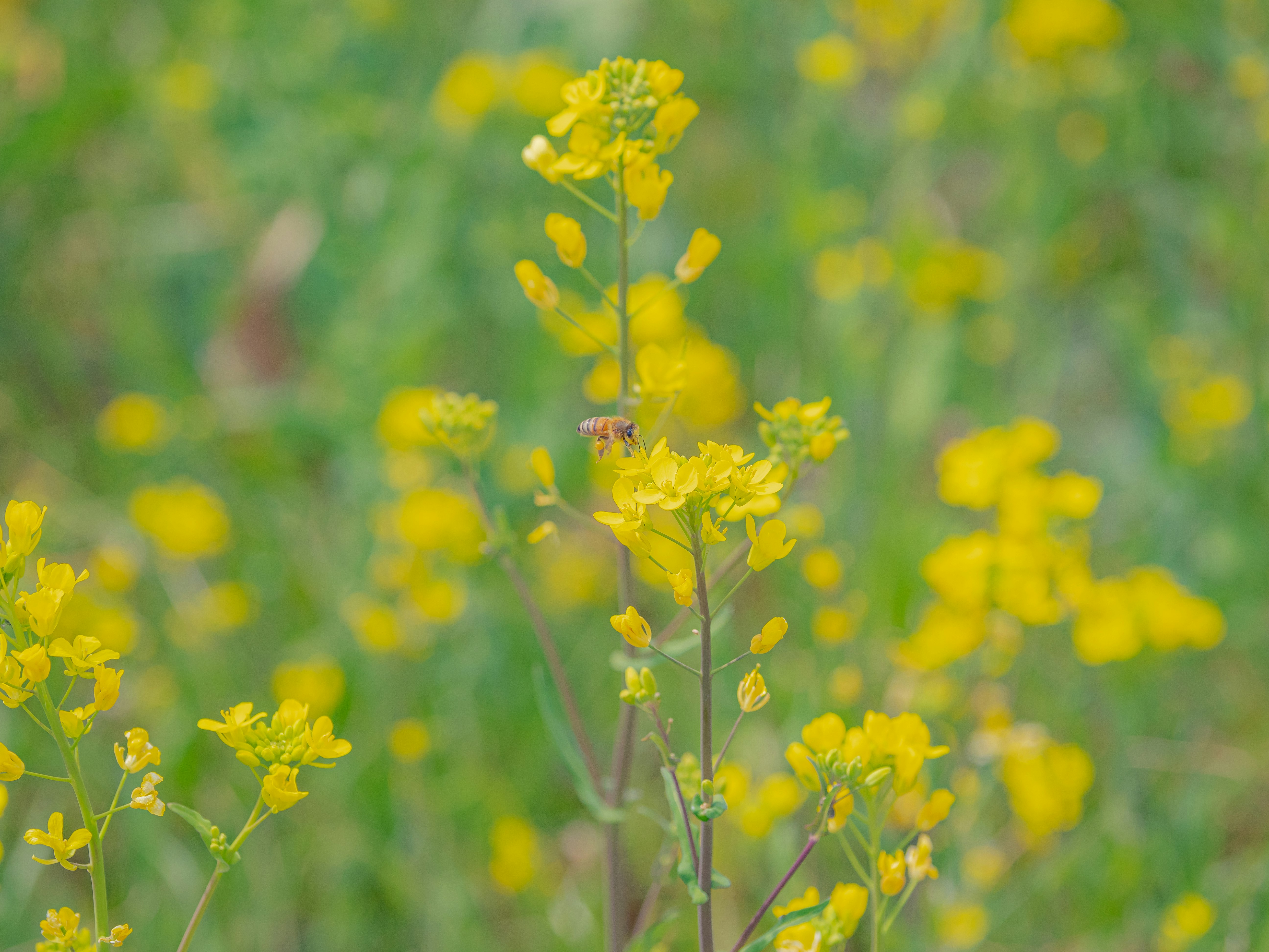 黄色い菜の花が咲く野原のボケ背景