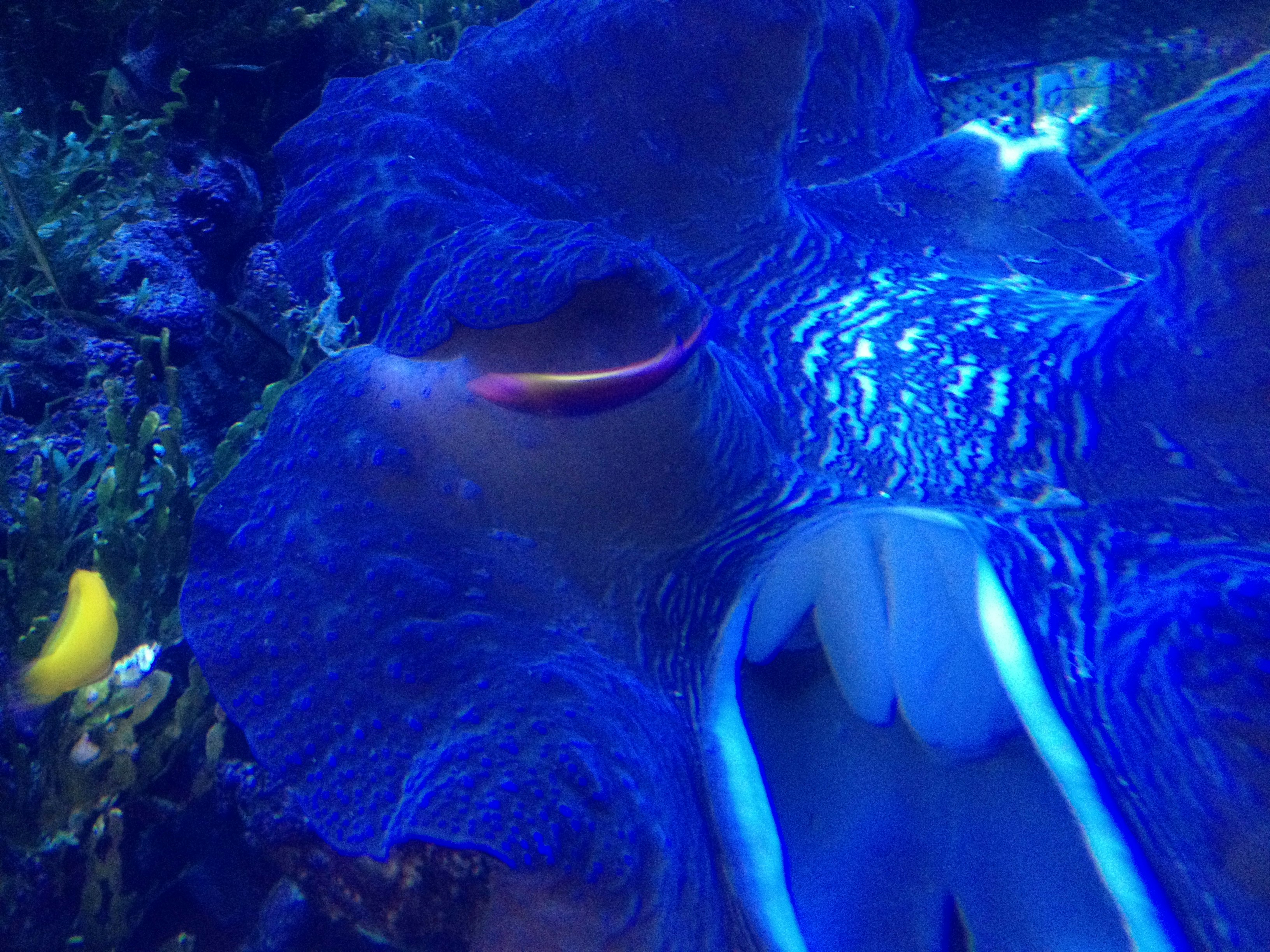 blue-lit underwater scene with fish and coral