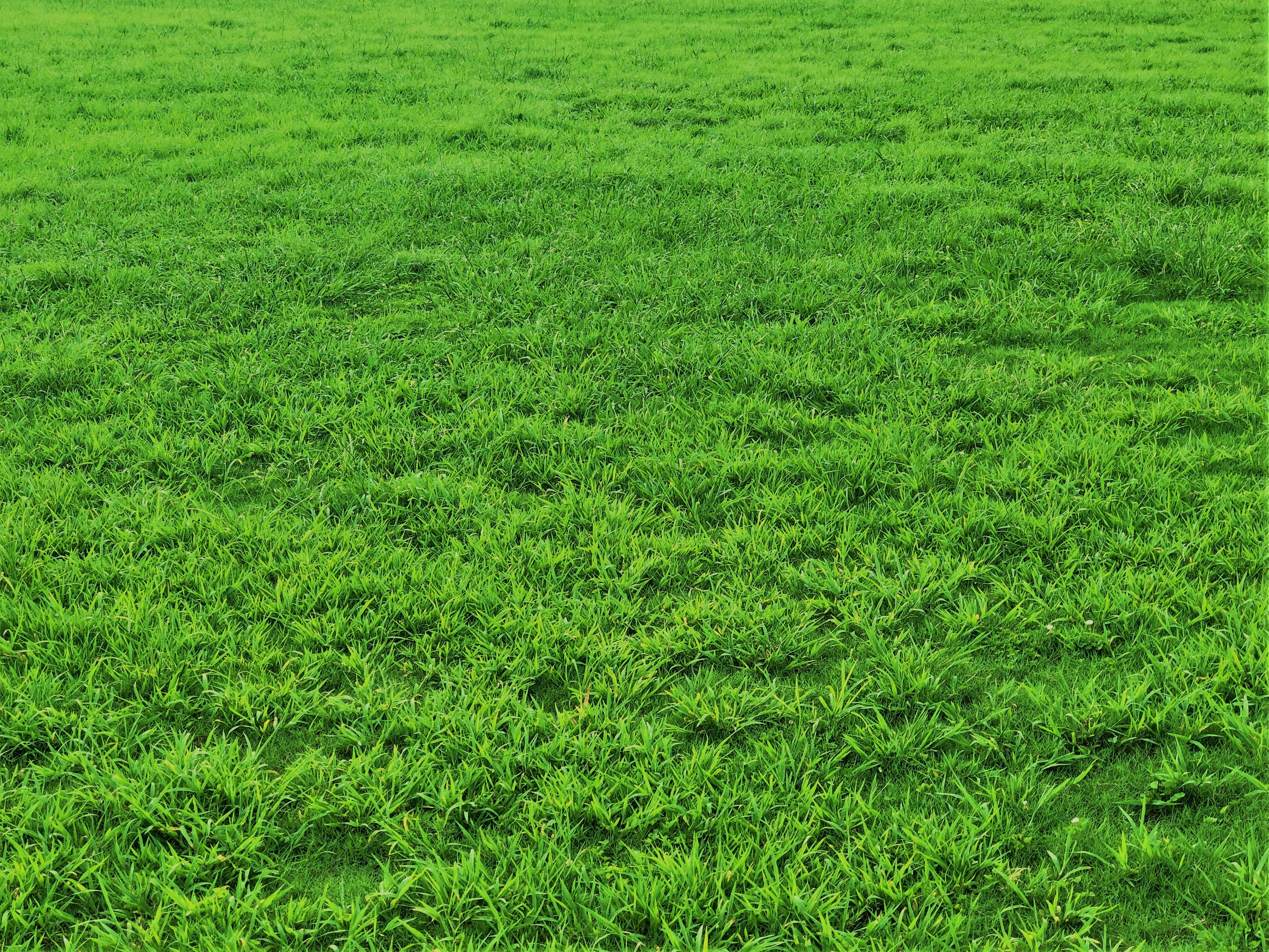vaste champ d’herbe verte et vibrante