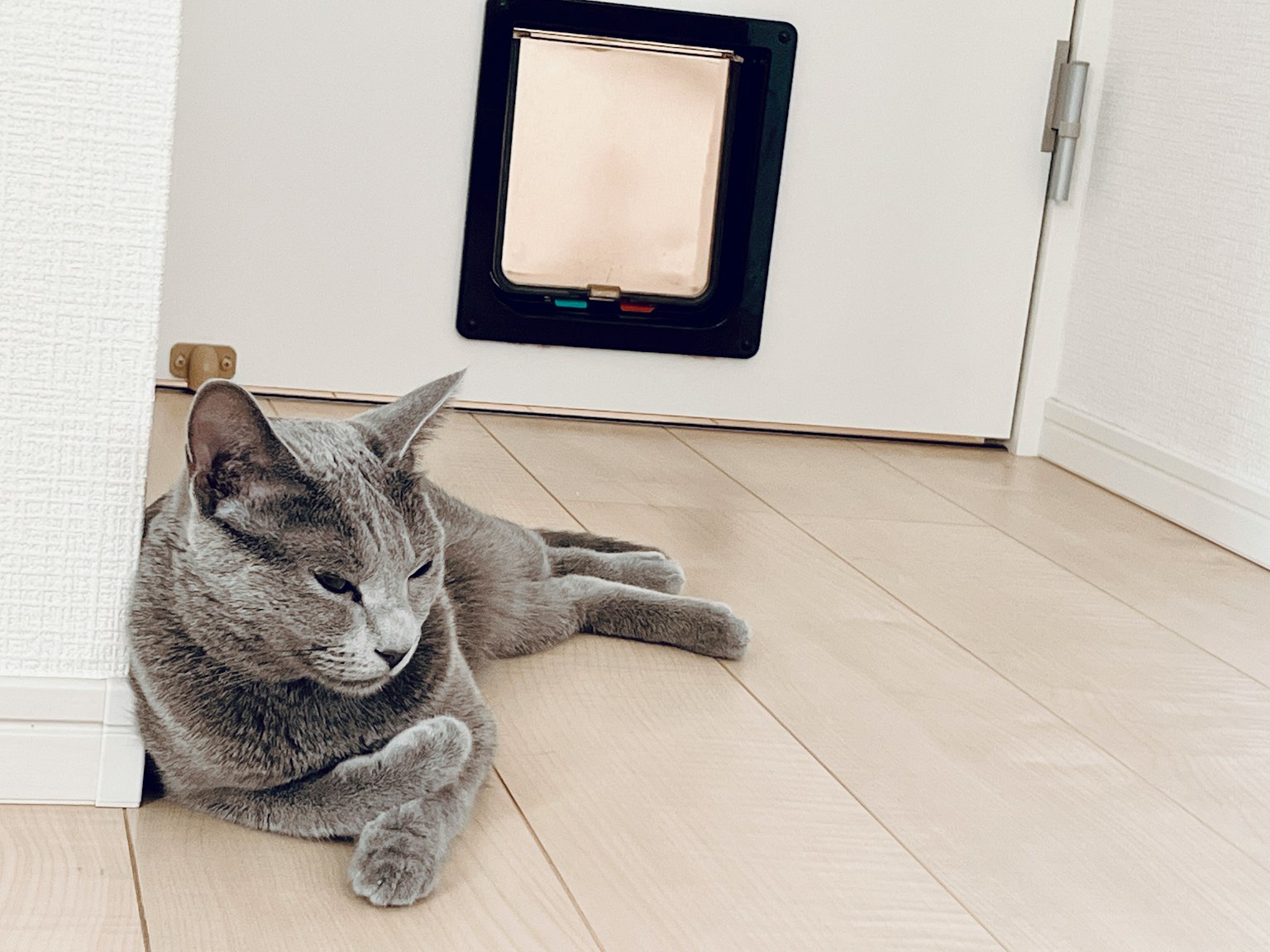 Graue Katze, die in der Nähe einer Tür mit einer Katzenklappe liegt