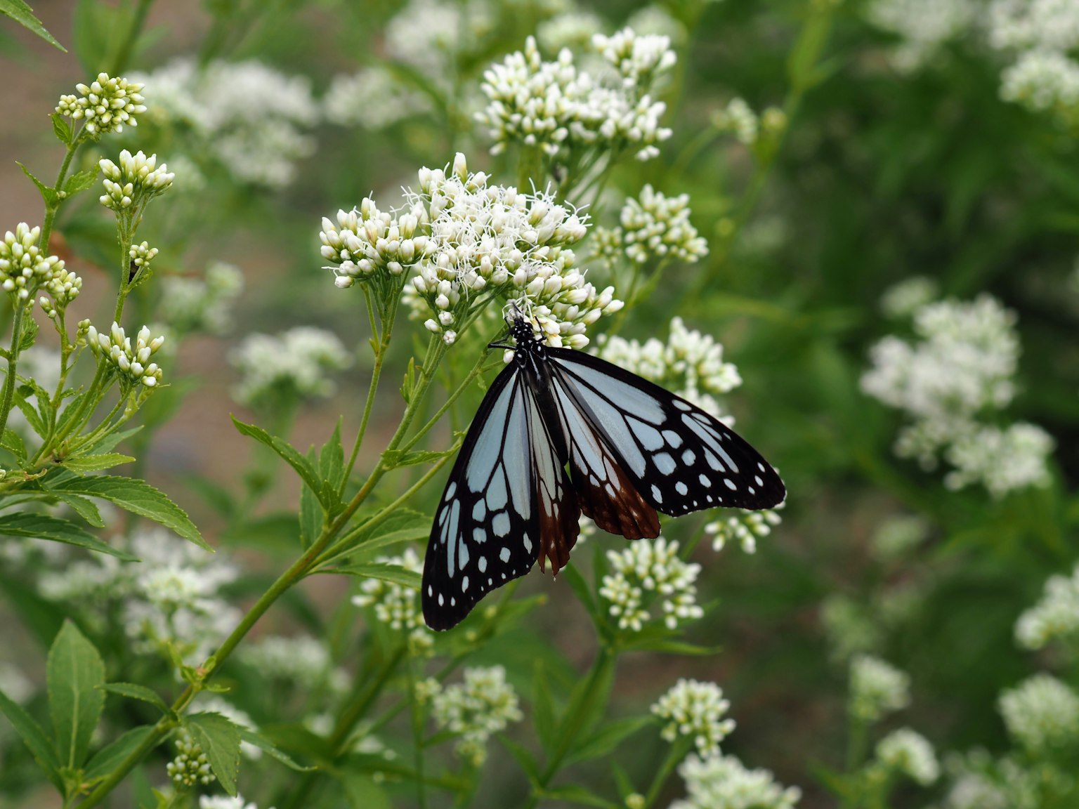 Blauer Schmetterling auf weißen Blumen