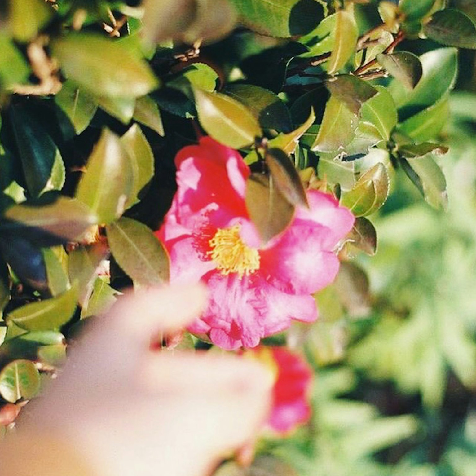 Tangan anak yang menjangkau bunga merah muda di antara daun hijau