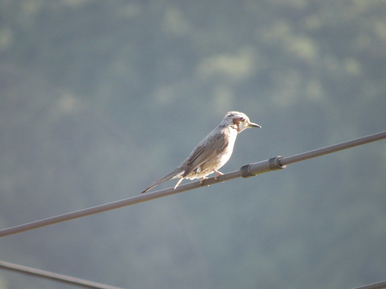 Un petit oiseau perché sur un fil électrique