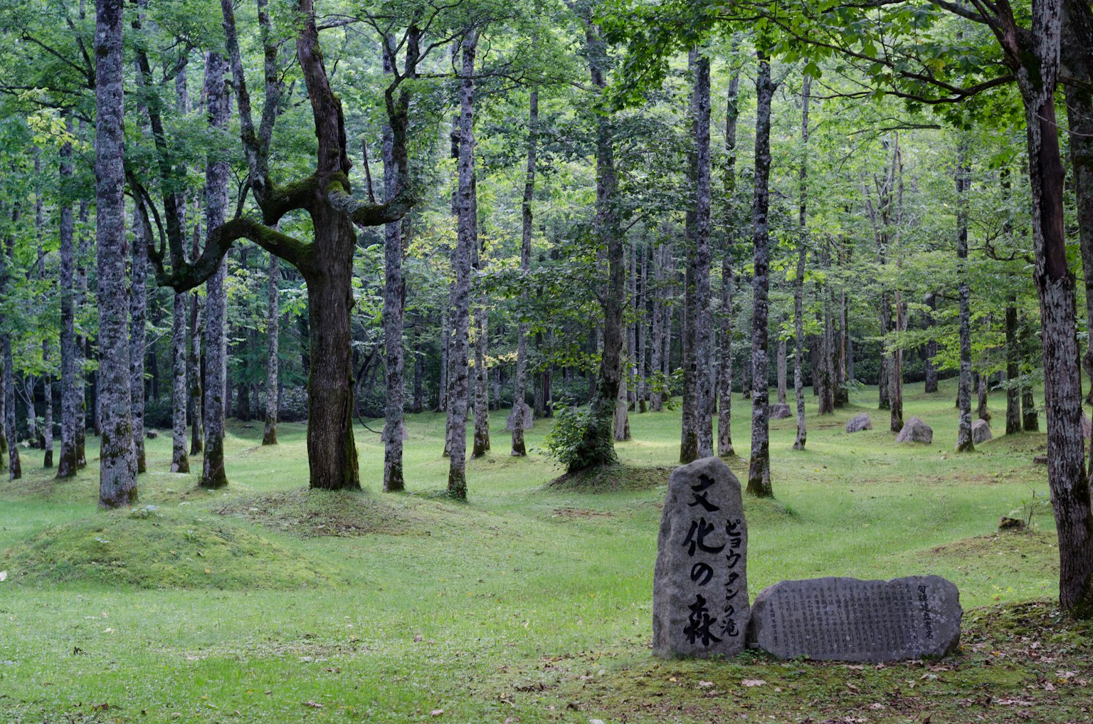 Üppige Waldlandschaft mit einem Steinmonument und Bäumen