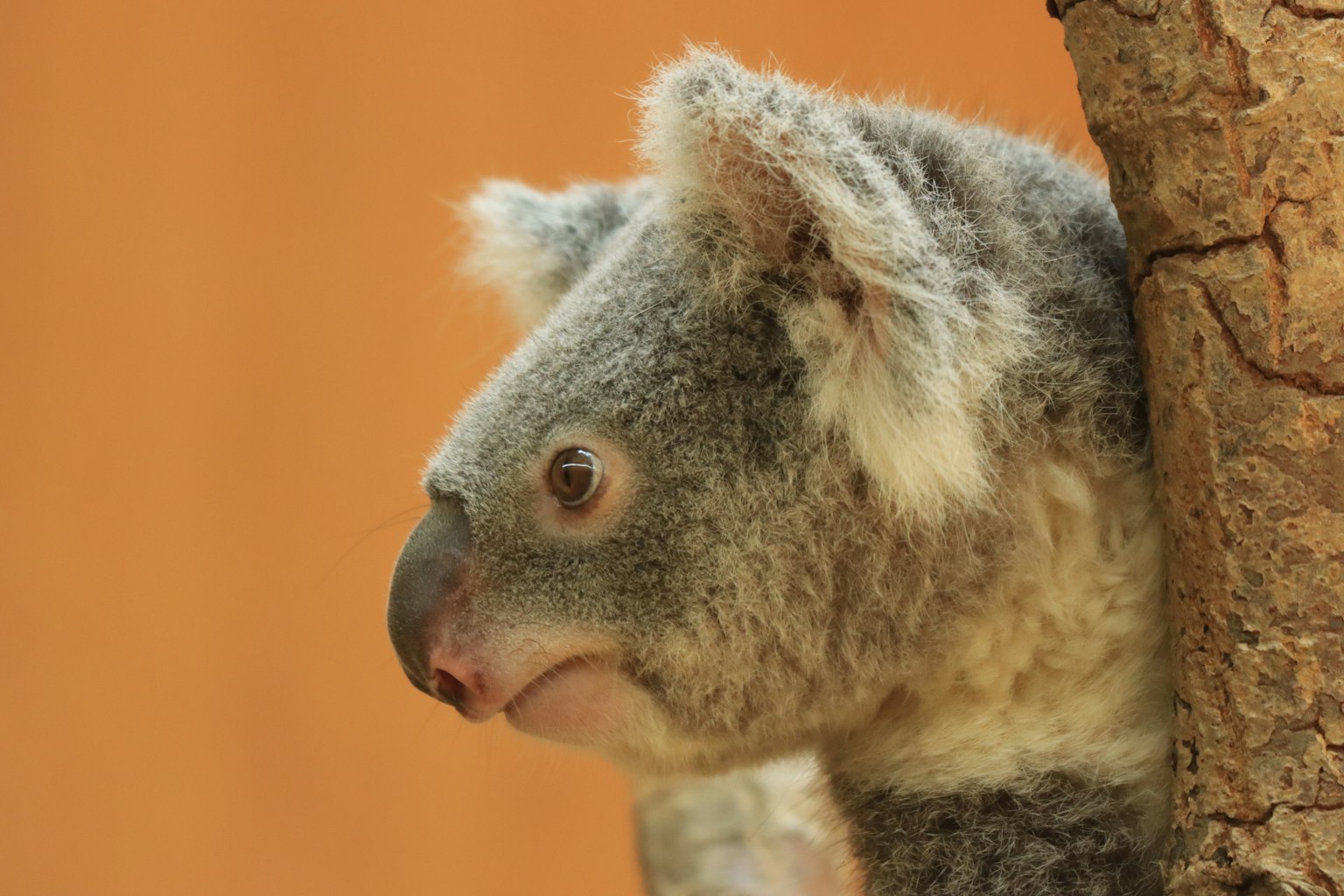 Koala appoggiato a un albero con profilo laterale