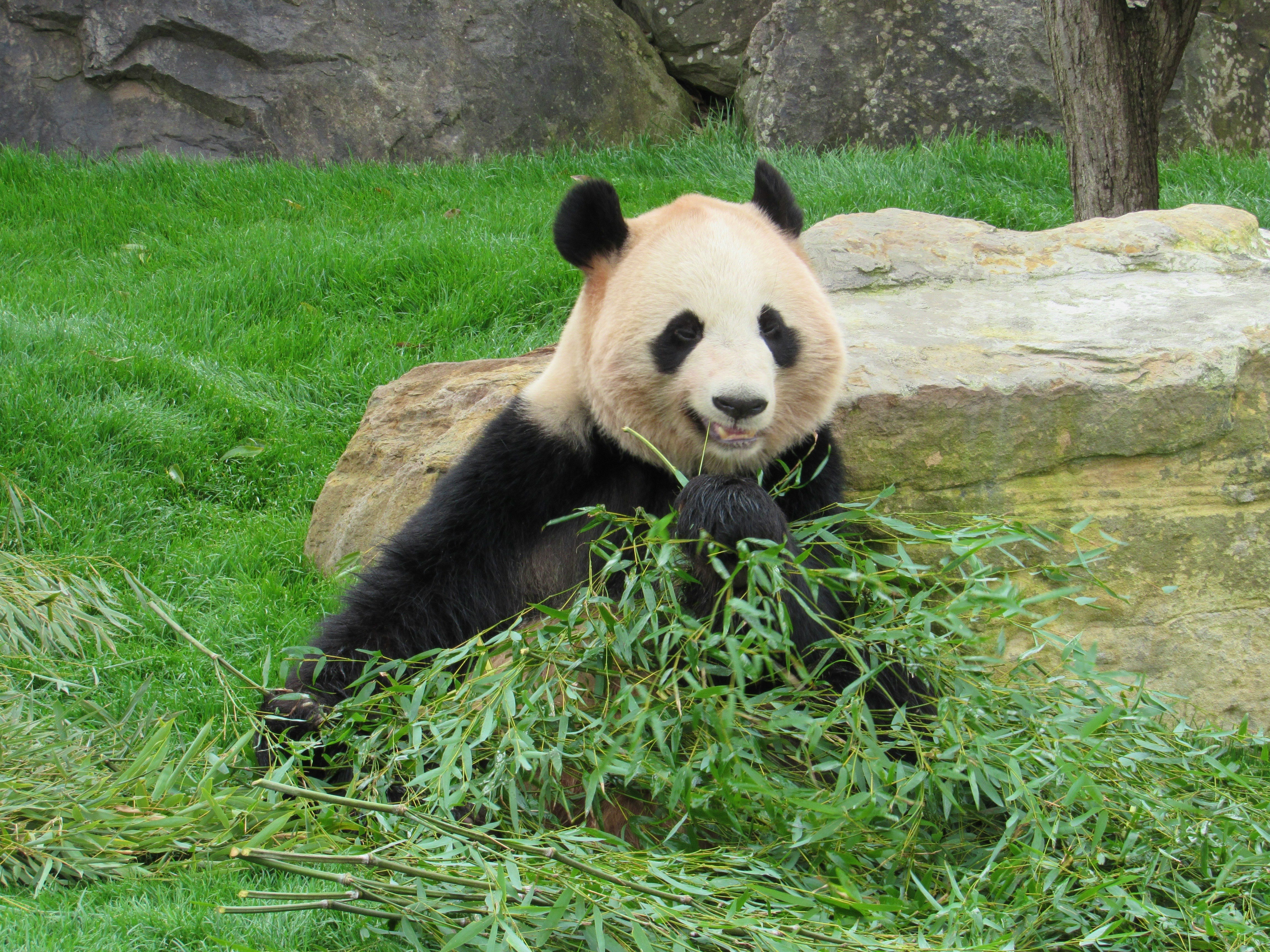 草の上で竹を食べるパンダ