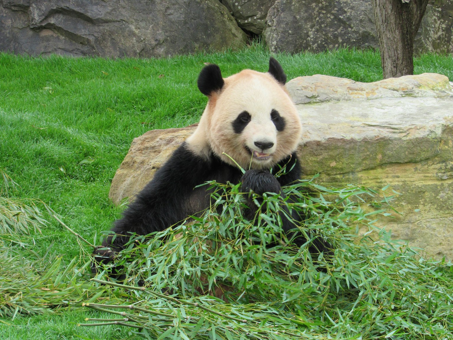 Panda assis près d'une roche en train de manger du bambou