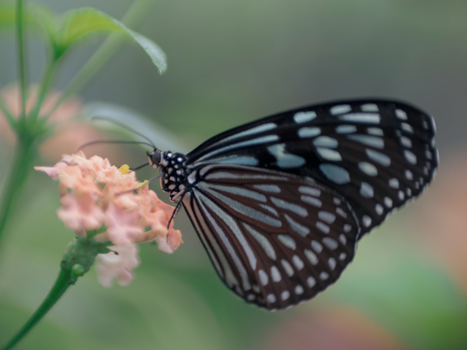 Black and white patterned butterfly resting on a flower
