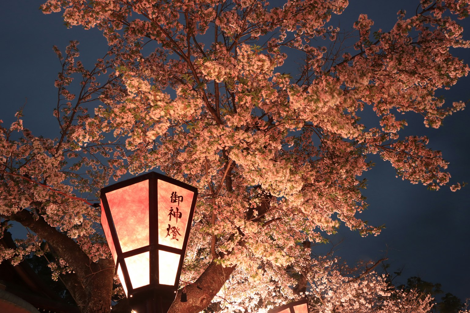 Árbol de cerezo iluminado por la noche con una linterna tradicional