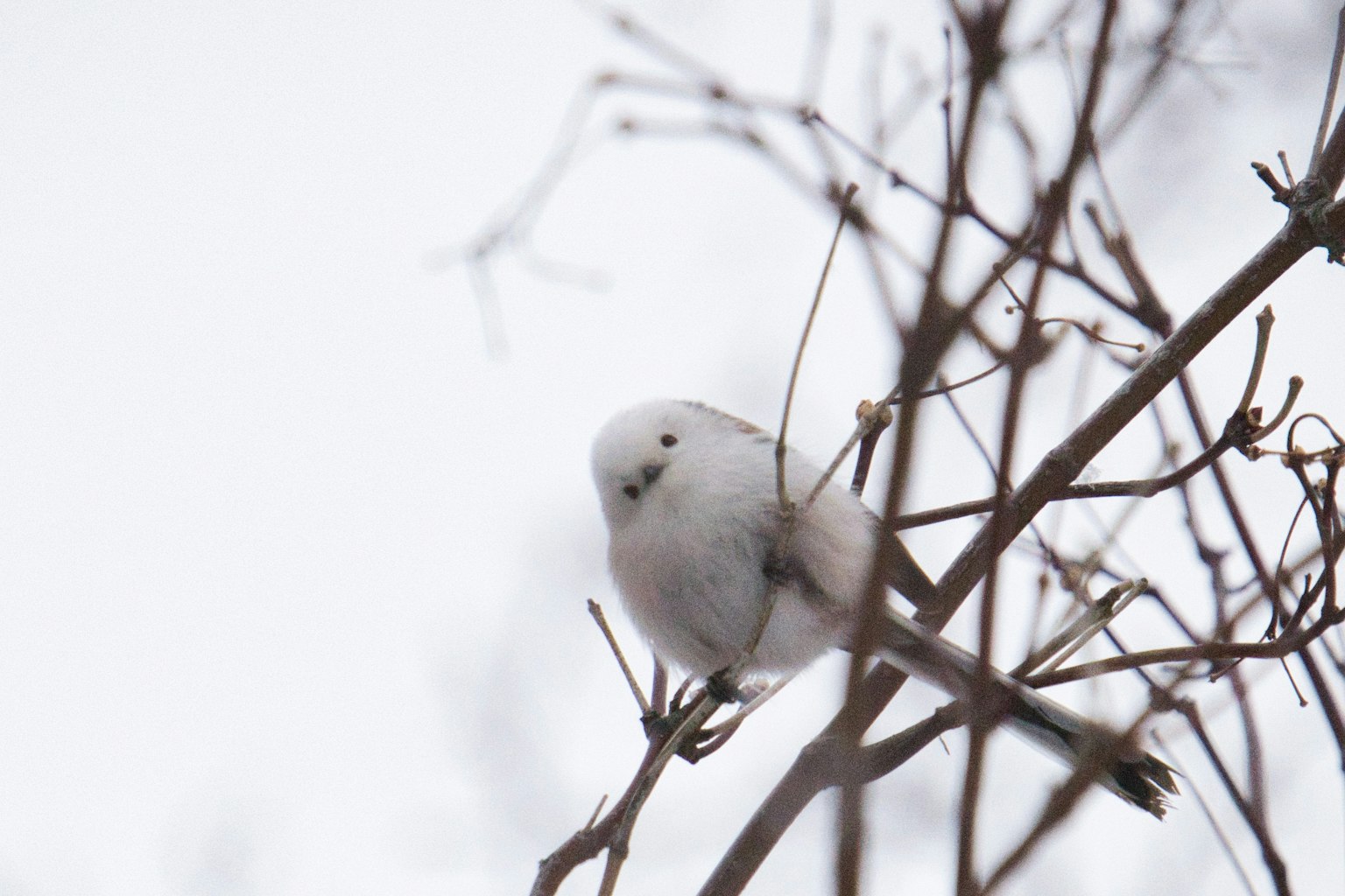 Primo piano di un uccello bianco appollaiato su un ramo coperto di neve