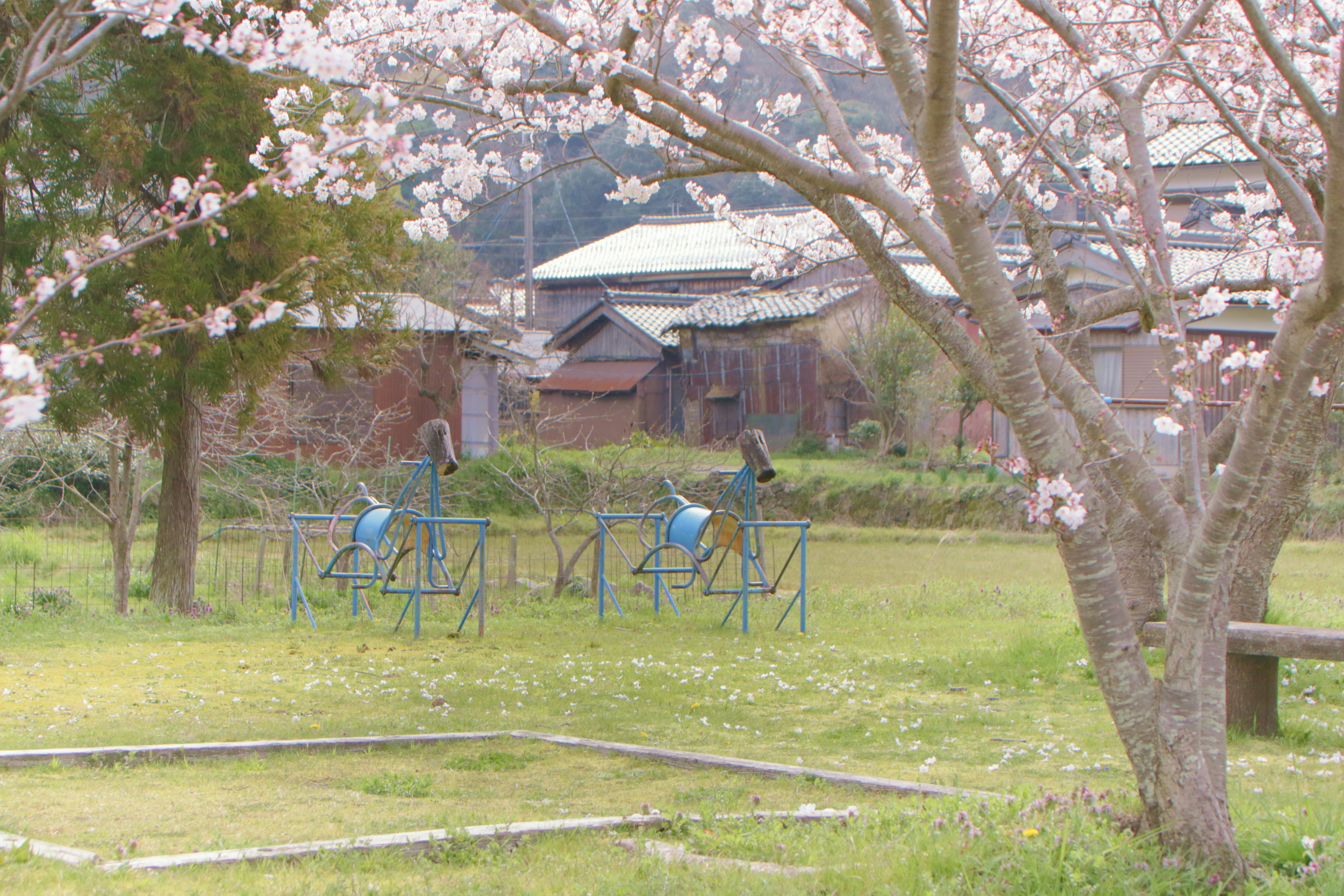 春の公園で桜の木の下に木馬とベンチが並ぶ風景