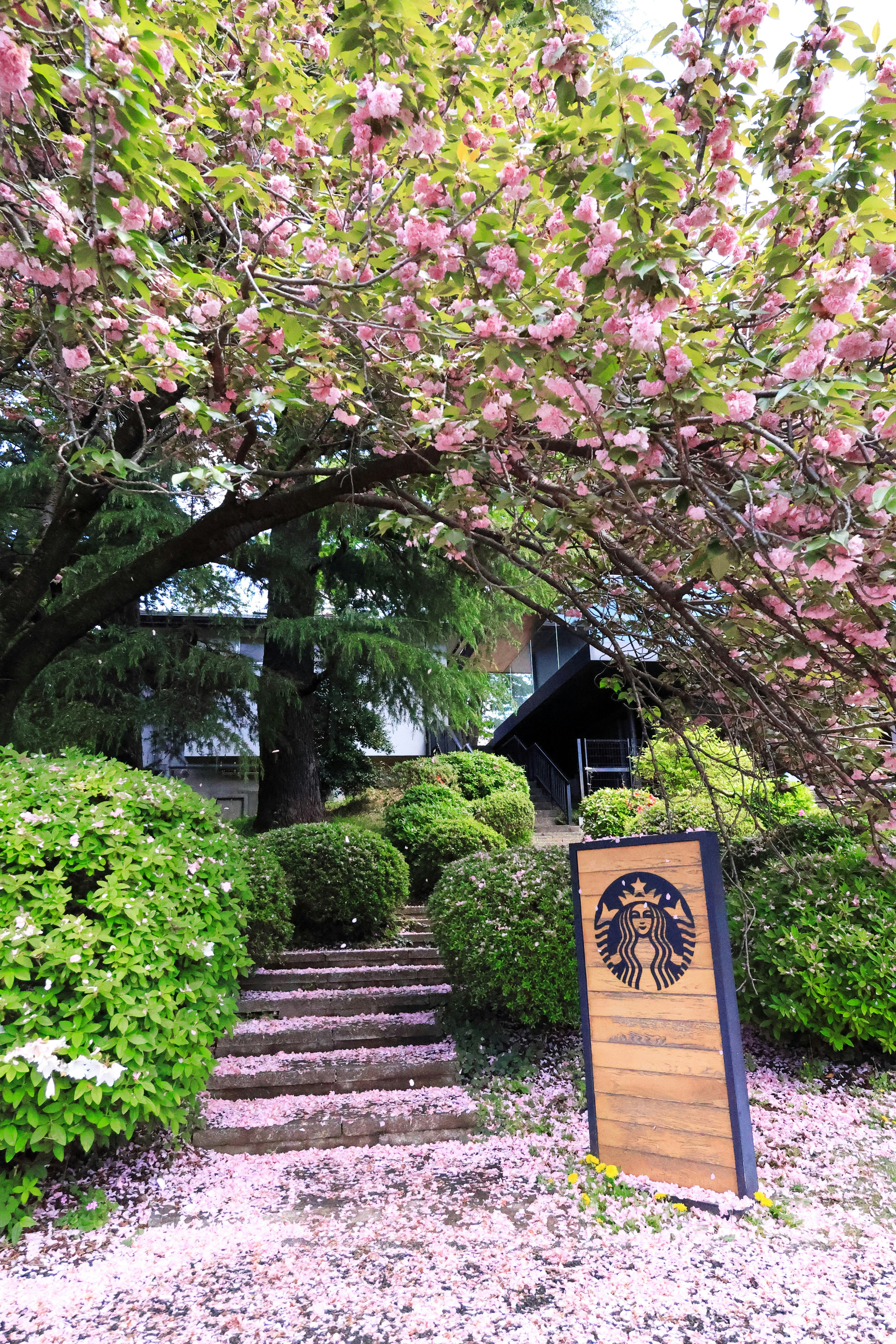 Gartenweg mit blühenden Blumen und Schild im Starbucks-Stil
