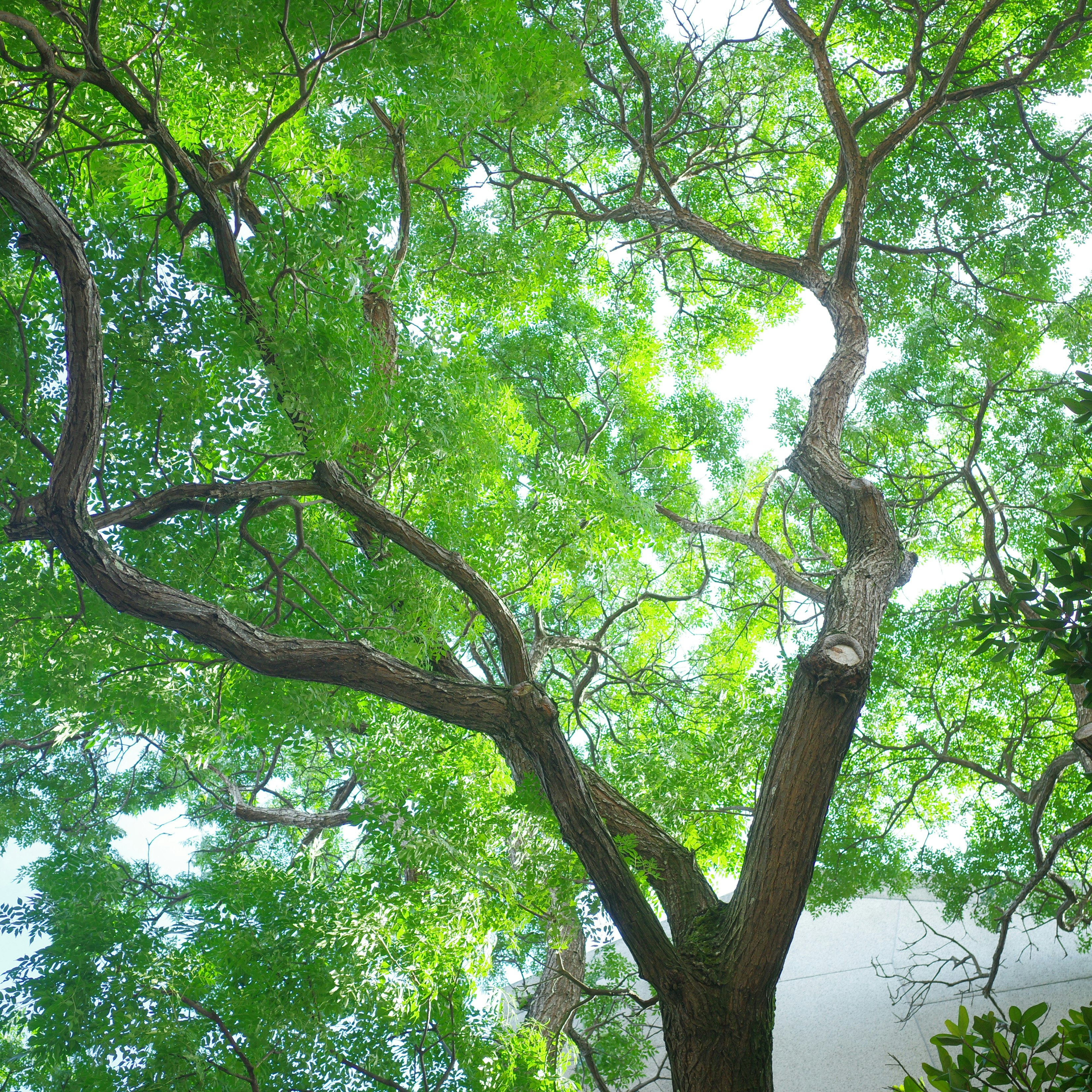 緑の葉が広がる大きな木の枝と幹のある風景
