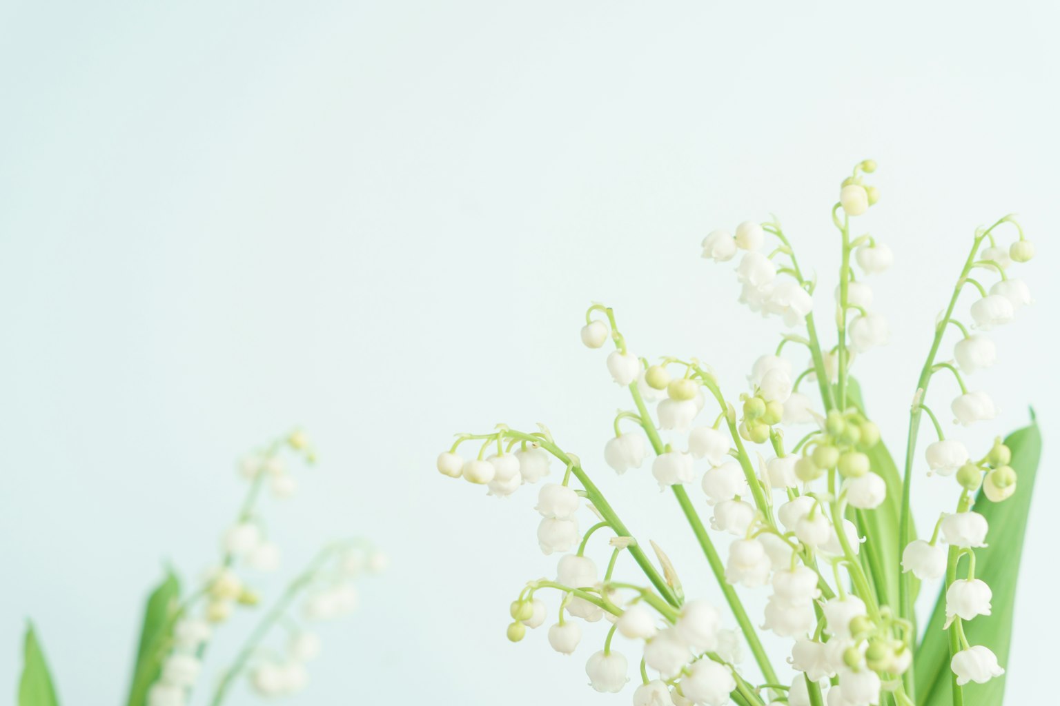 Delicate fiori bianchi di mughetto su uno sfondo blu chiaro