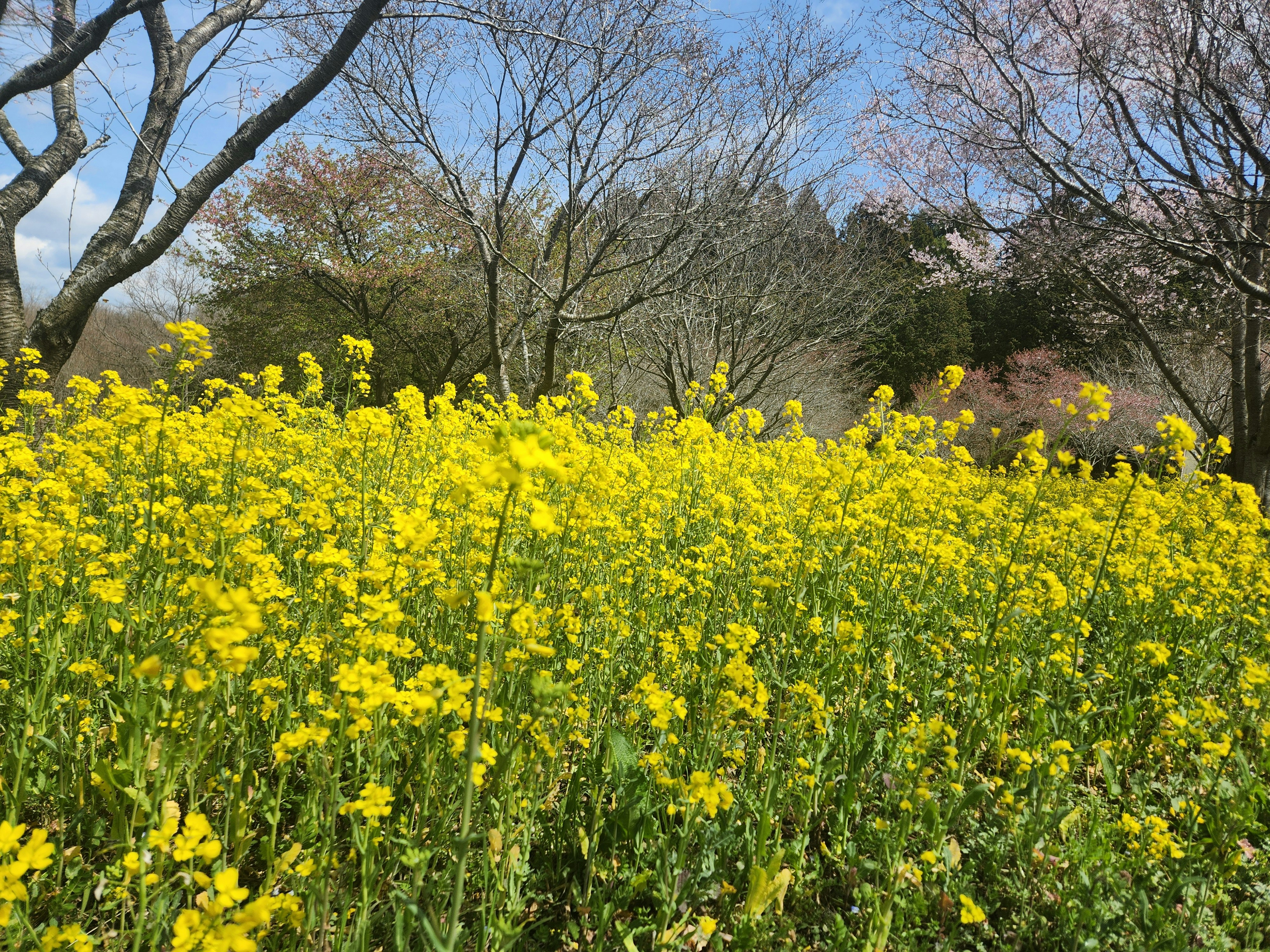 春の里山で咲く菜の花と桜の花景色