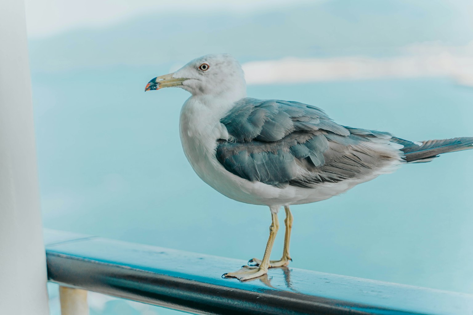 Eine Möwe steht auf einem Balkongeländer mit einem blauen Meer im Hintergrund