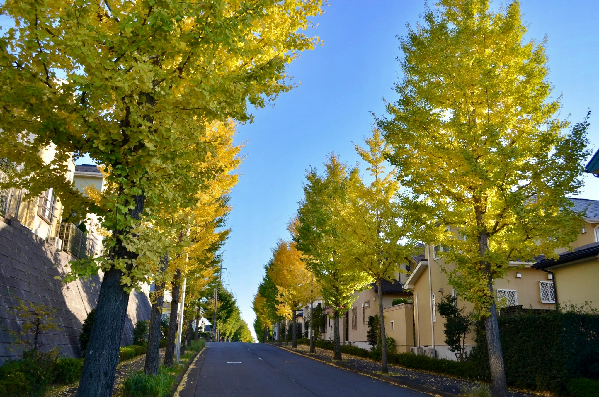 秋季林荫住宅街道向远处延伸的视角