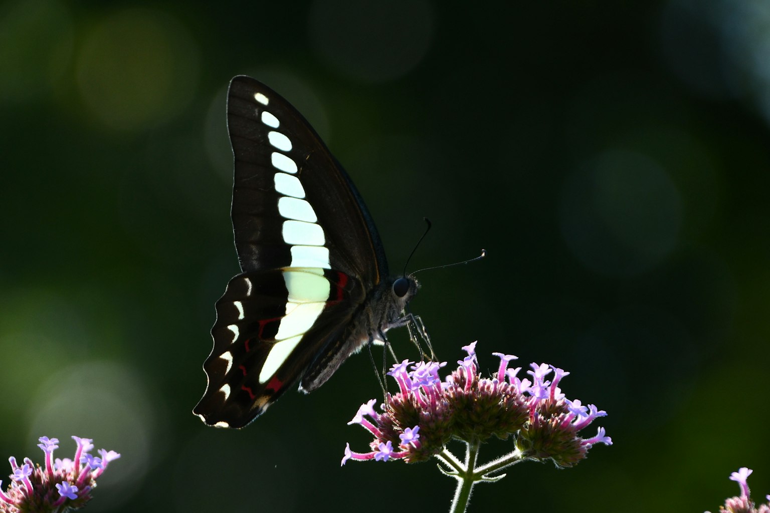 Schwarzer Schmetterling sitzt auf lila Blumen mit unscharfem Hintergrund