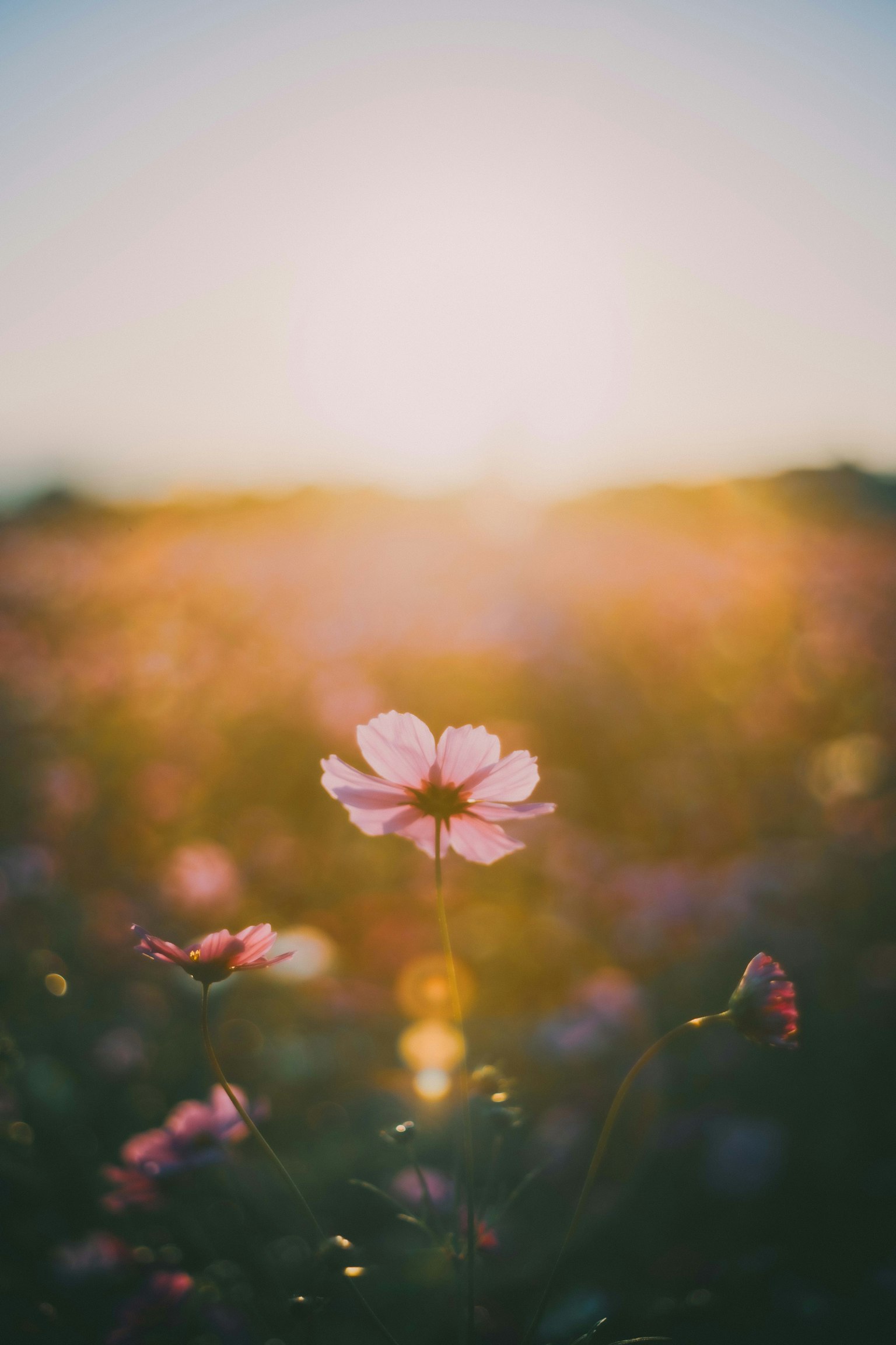 夕日を背景にした花畑の中の一輪のピンクの花