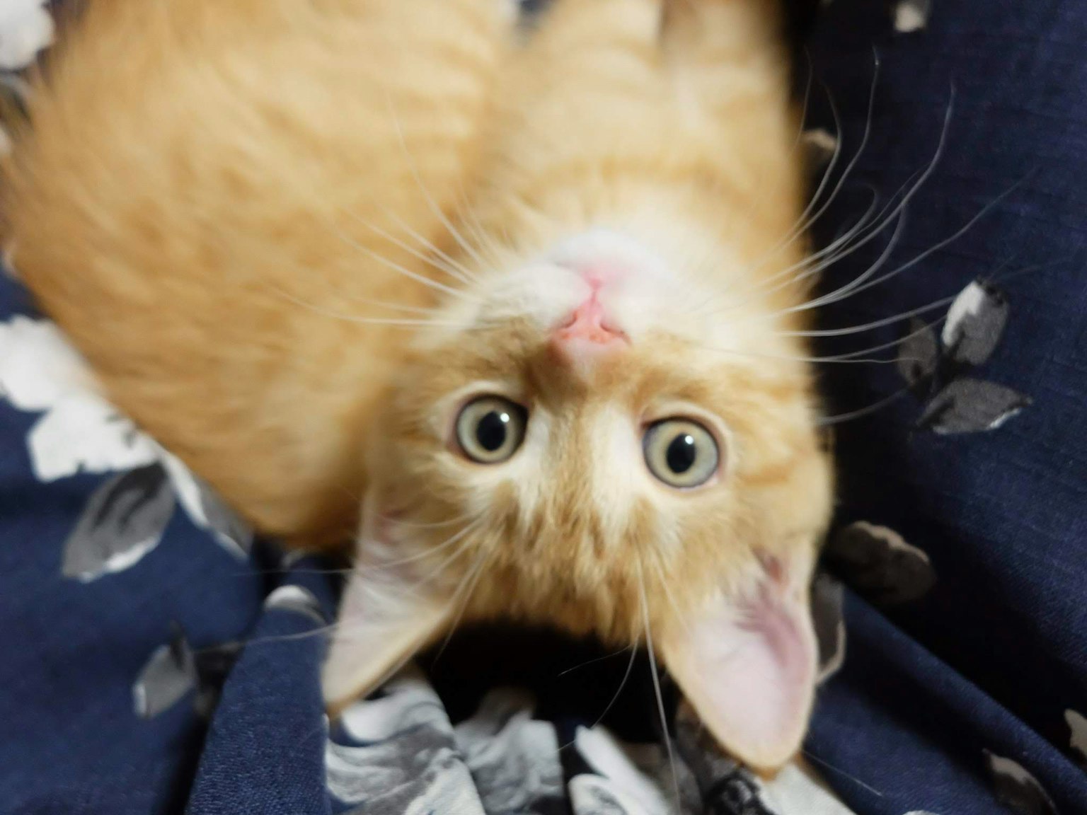 Orangefarbige Katze liegt kopfüber auf einem blumigen Stoff