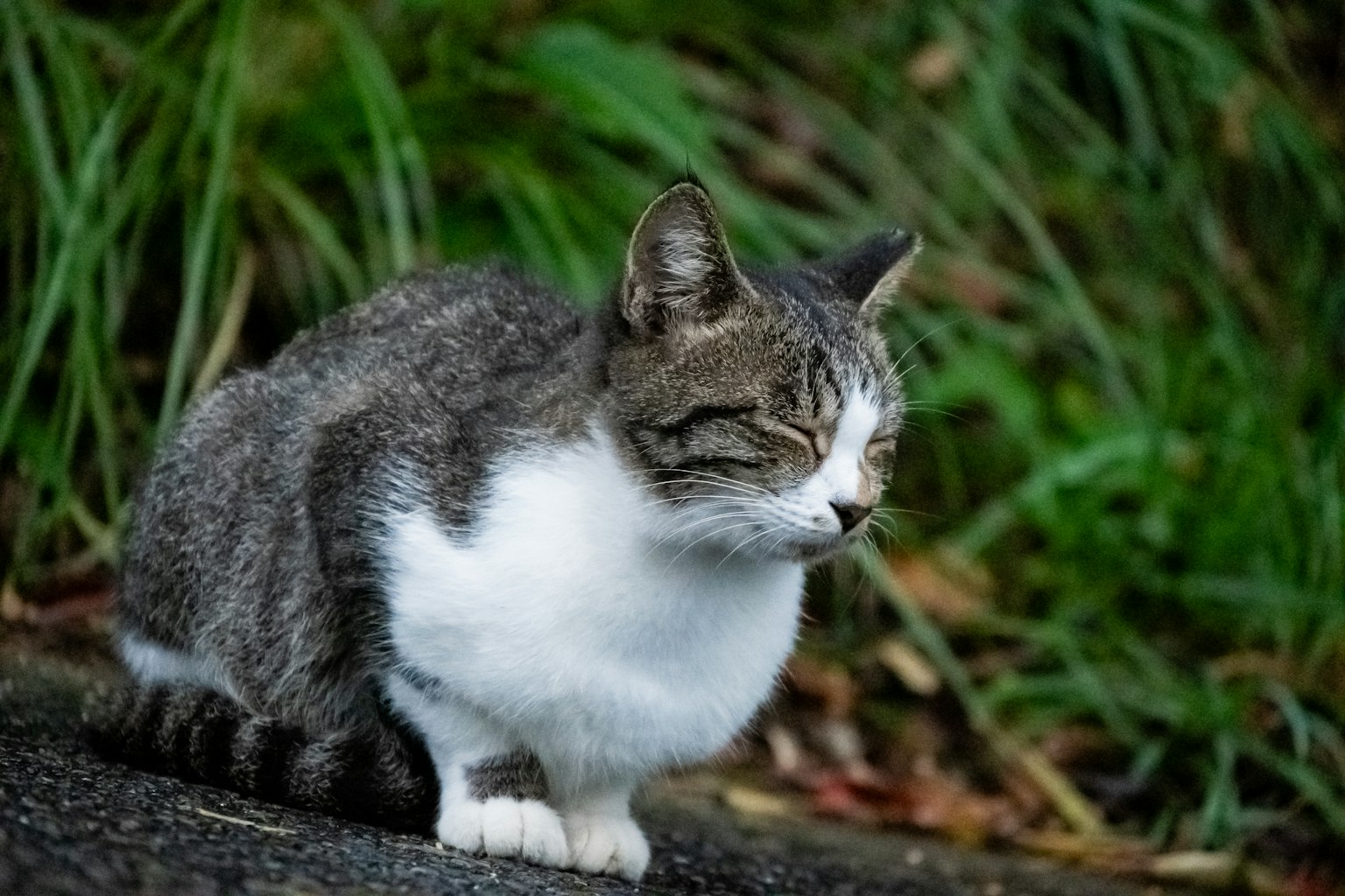 ํ ์ฌ์ด์ ์์ ์๋ ํ์๊ณผ ํฐ์ ๊ณ ์์ด