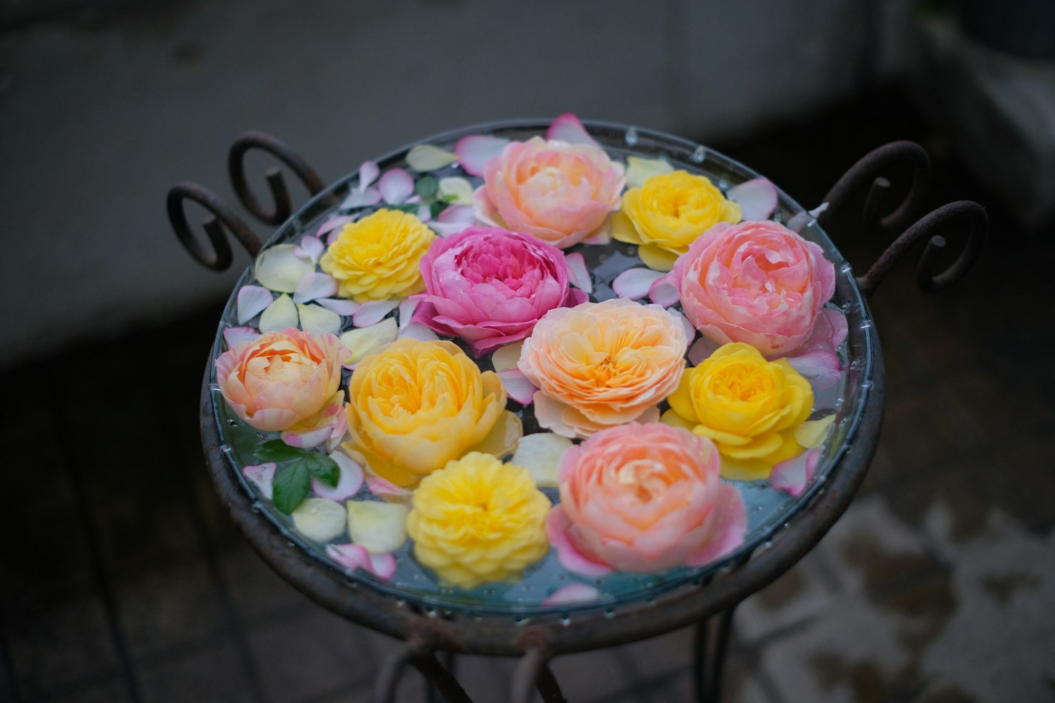 Rosas coloridas flotando en agua con pétalos en una mesa decorativa