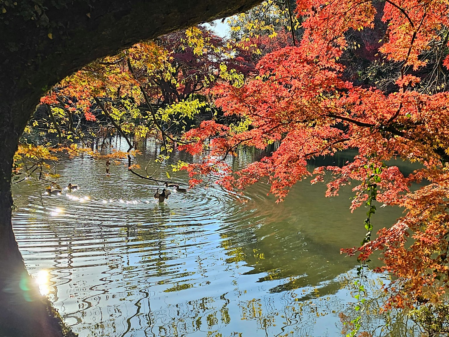 A serene pond surrounded by vibrant autumn foliage with ducks swimming