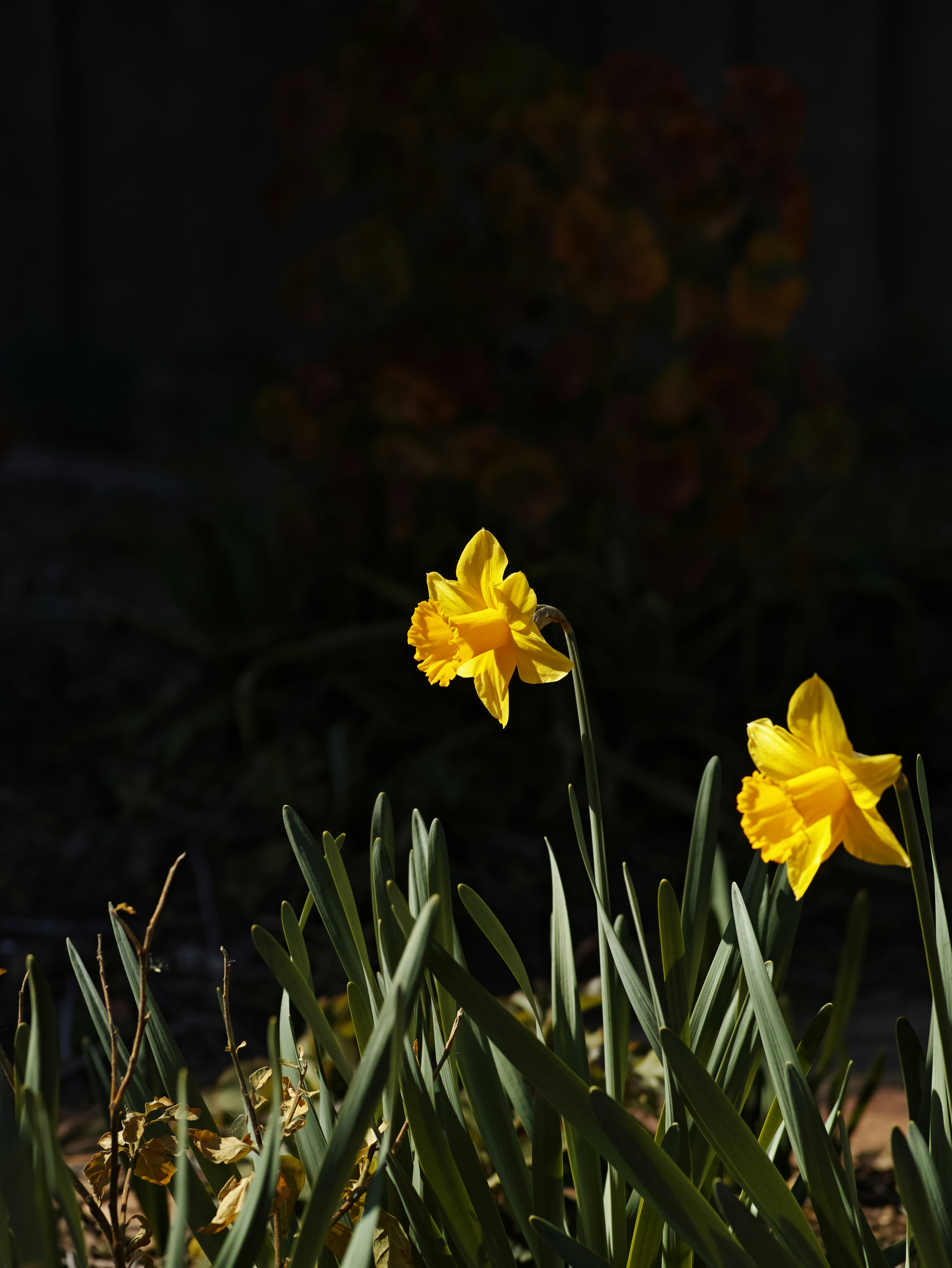 Yellow daffodils blooming in a nighttime garden