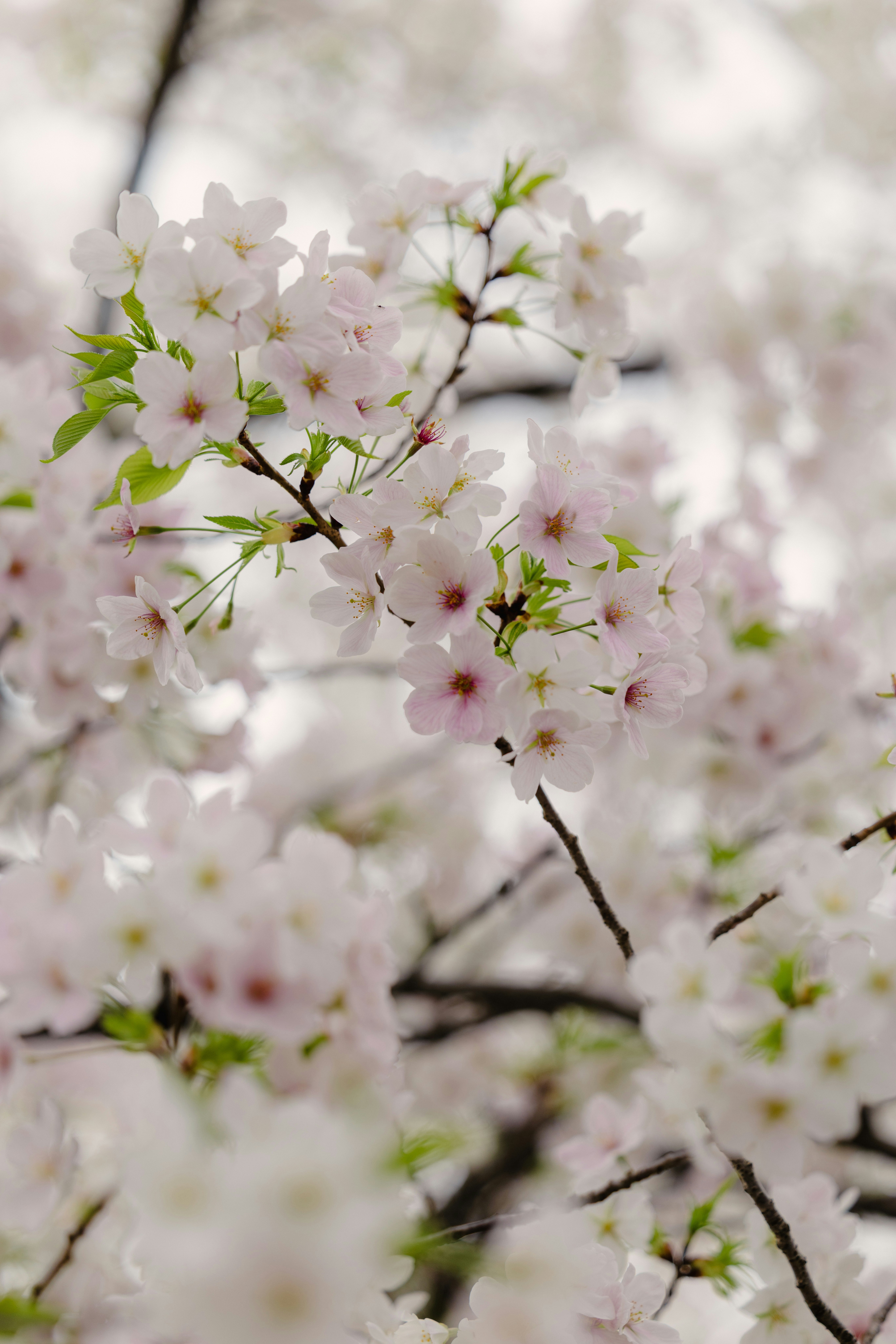 桜の花が咲きほころぶ枝のクローズアップ