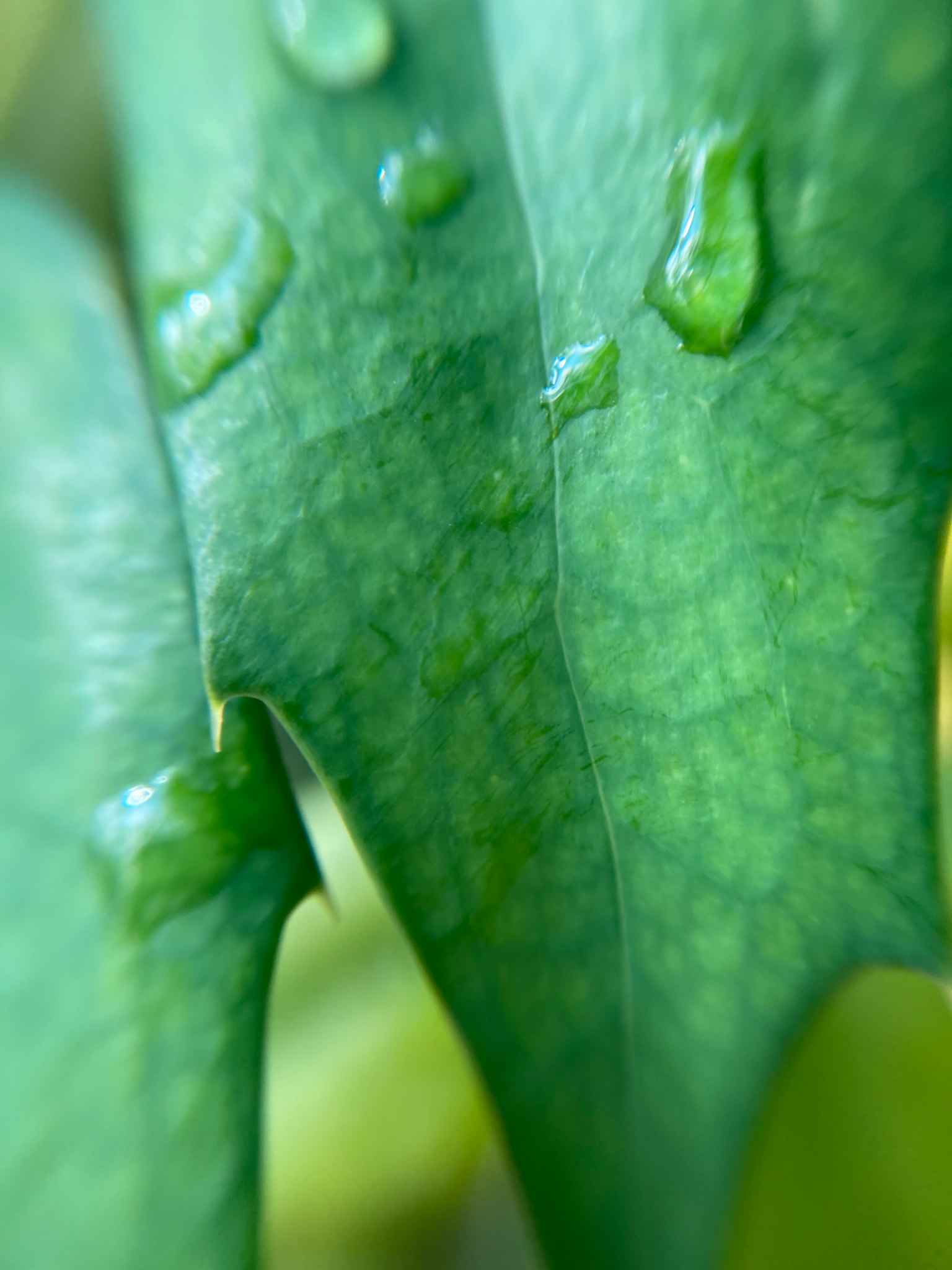 Primer plano de hojas verdes con gotas de agua
