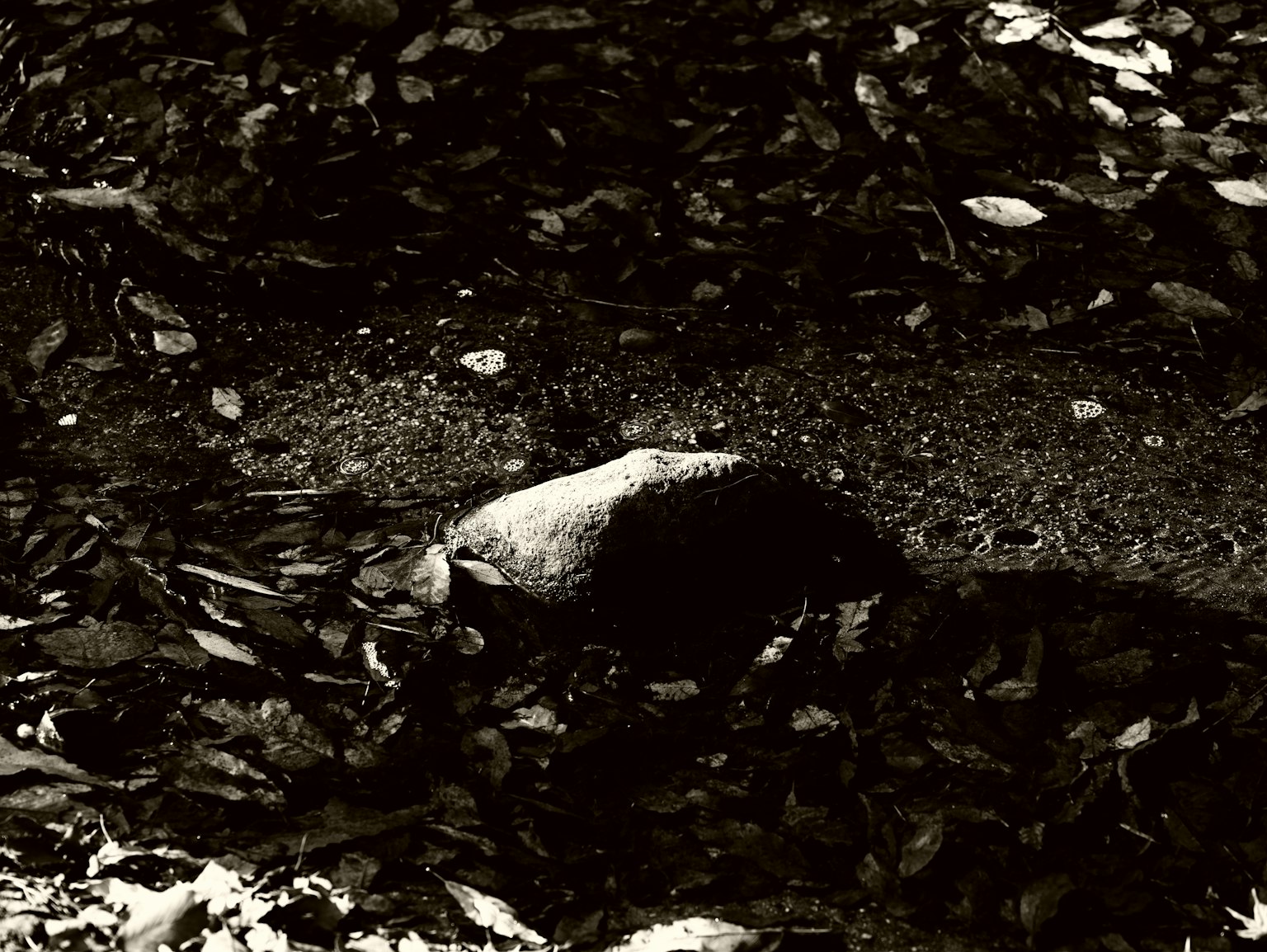 A black and white image showcasing a stone partially submerged in water surrounded by leaves