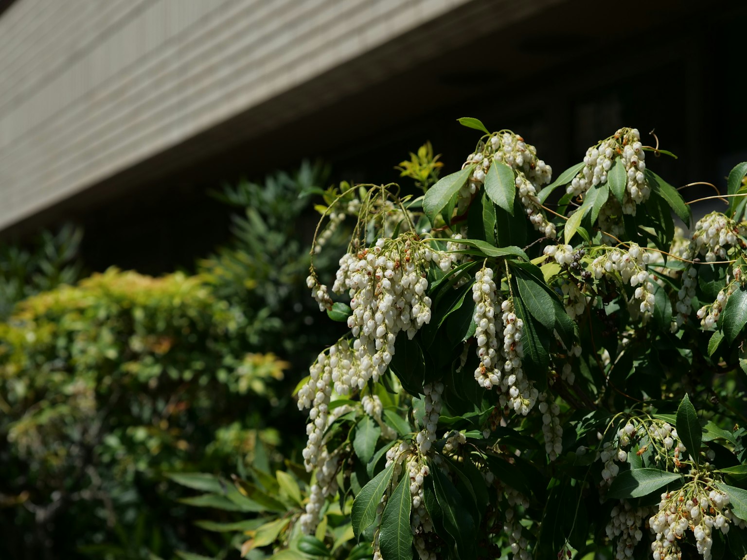 綠色植物與白色花朵的特寫及背景中的建築