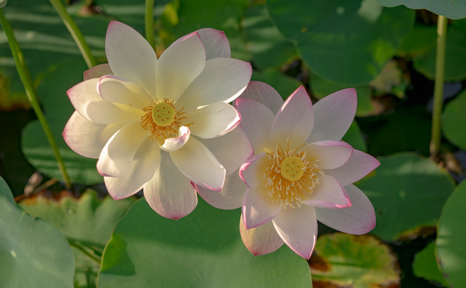 Deux fleurs de lotus flottant à la surface de l'eau