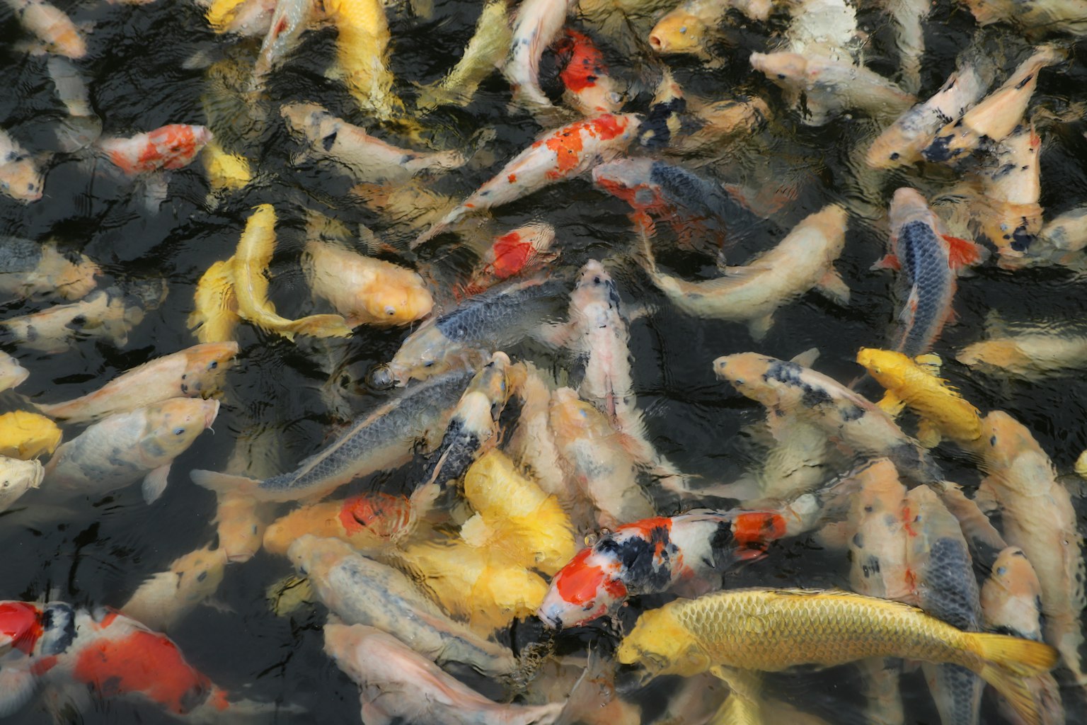 Un grupo diverso de peces koi coloridos nadando en un estanque