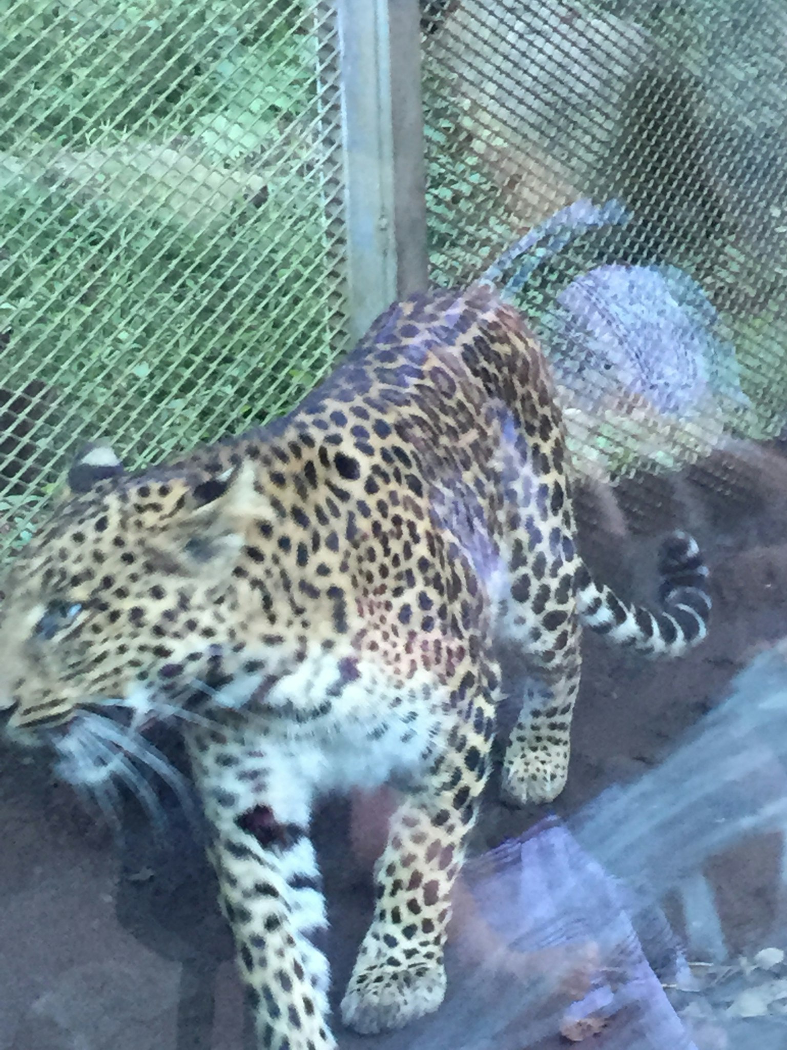 Imagen de un leopardo en movimiento con un fondo borroso que muestra una valla de malla y vegetación