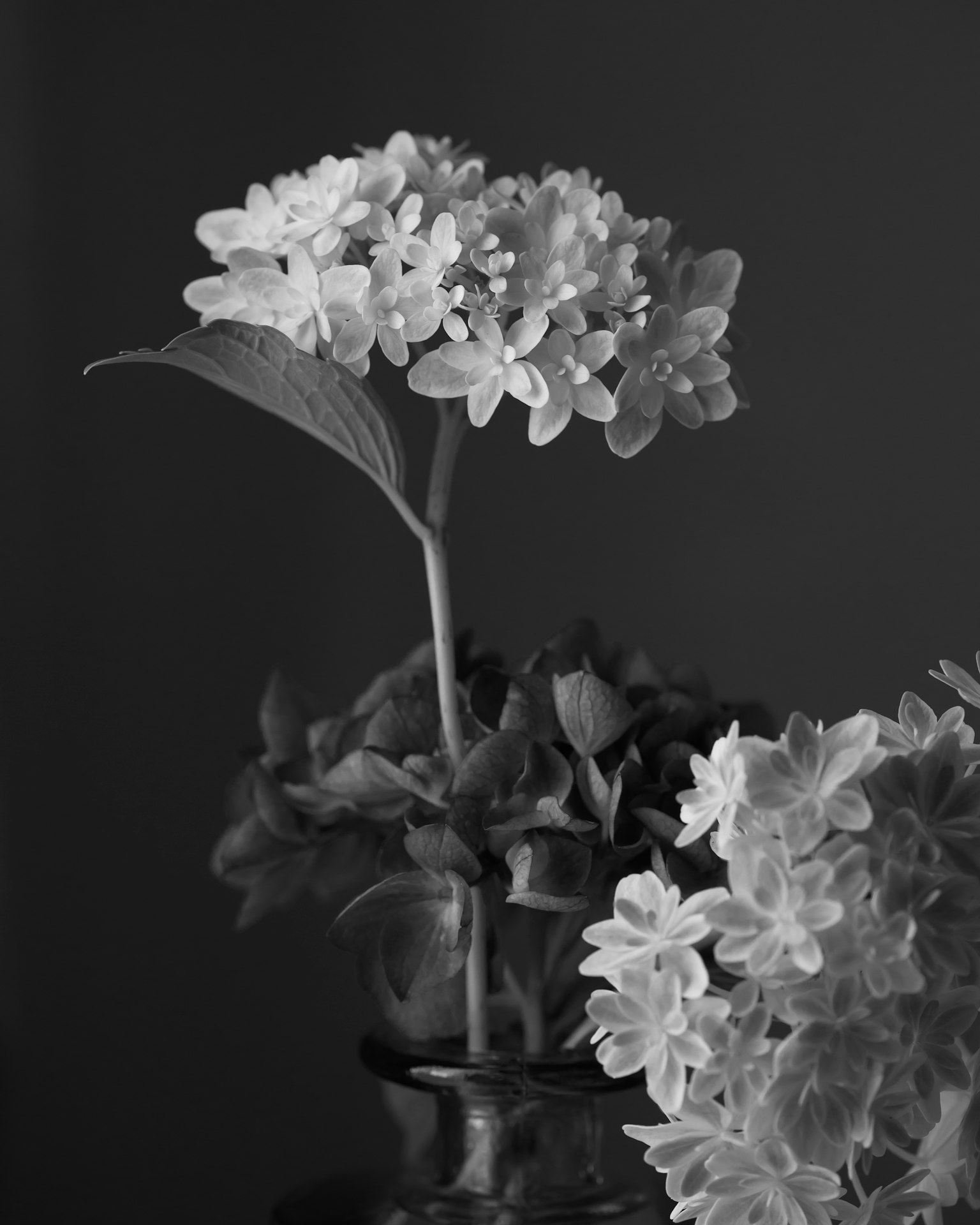 Black and white image of a vase with white flowers and green leaves