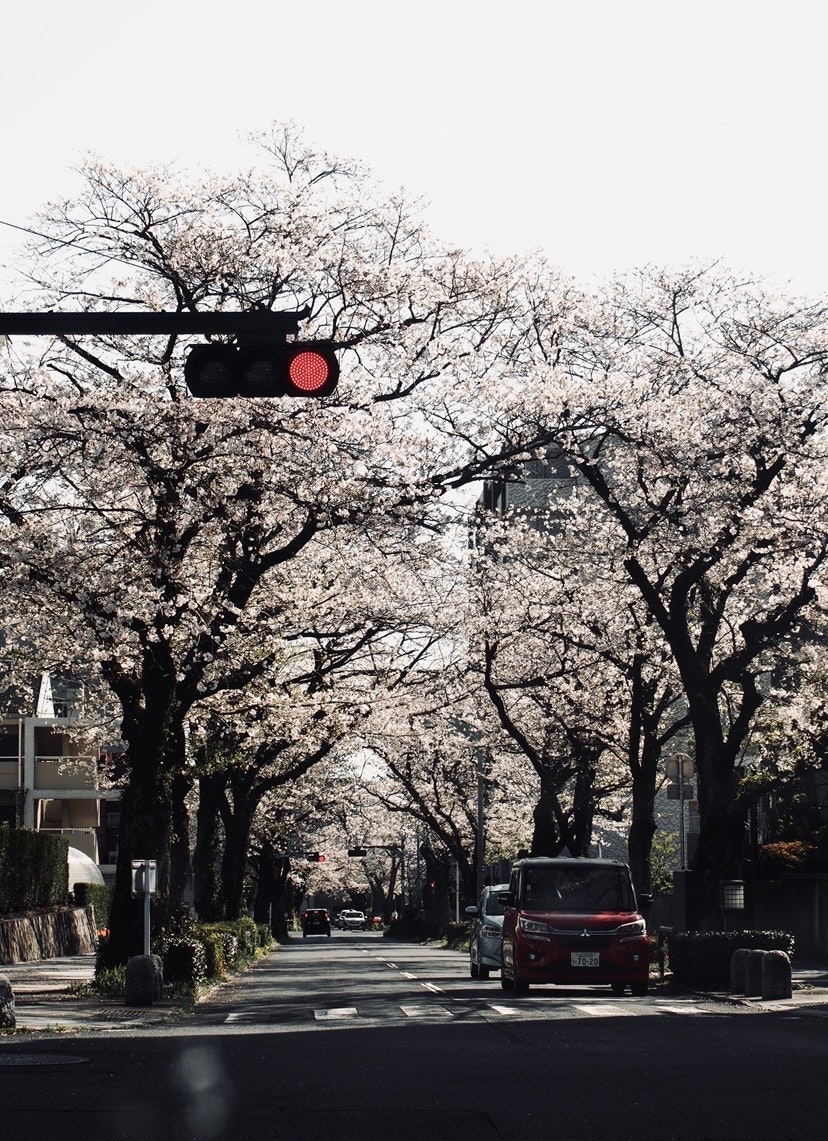 桜並木のある街路を走る車のある風景