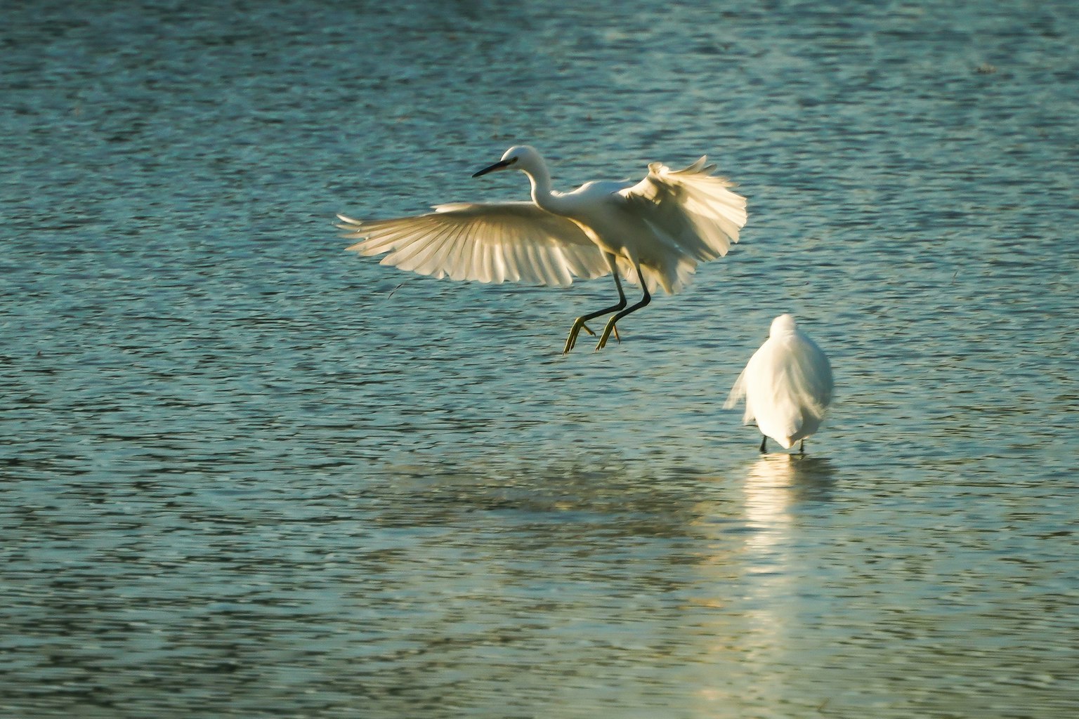 Ein weißer Reiher fliegt über das Wasser mit einem weiteren Reiher im Hintergrund
