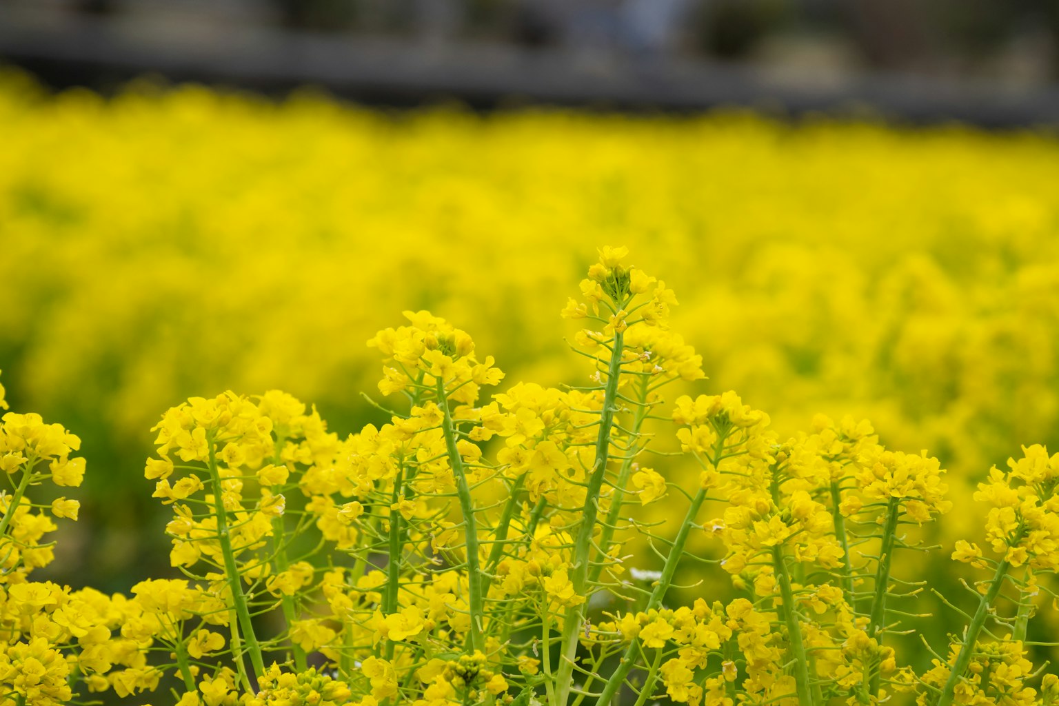生机勃勃的黄色油菜花在田野中盛开