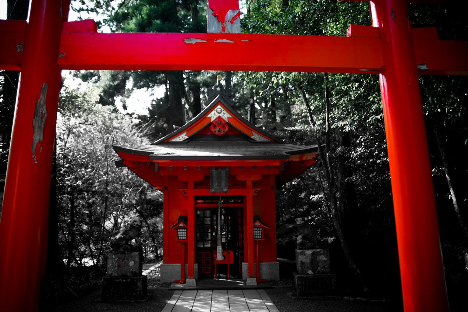 Ein rotes Torii rahmt einen traditionellen Schrein ein, umgeben von grünen Bäumen
