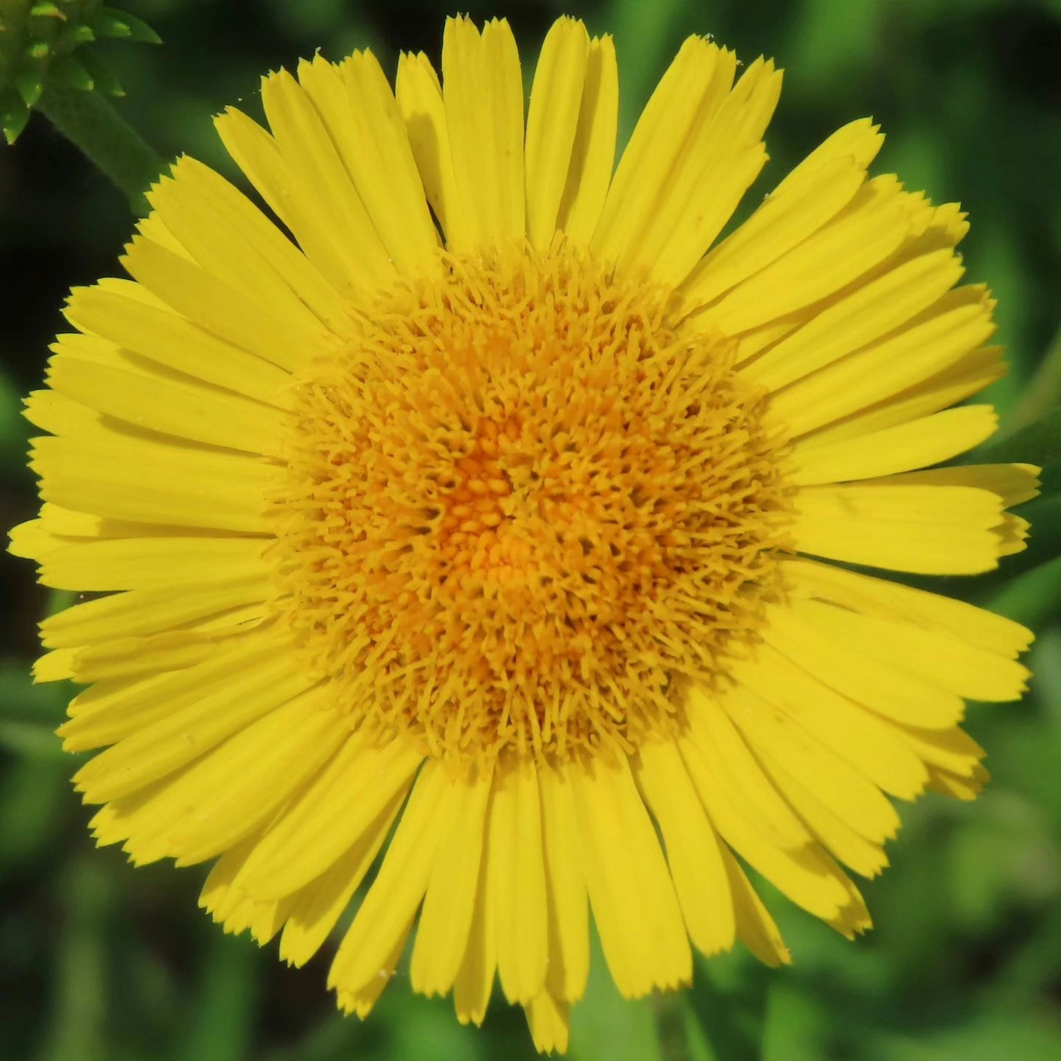 Close-up bunga kuning cerah dengan pusat oranye