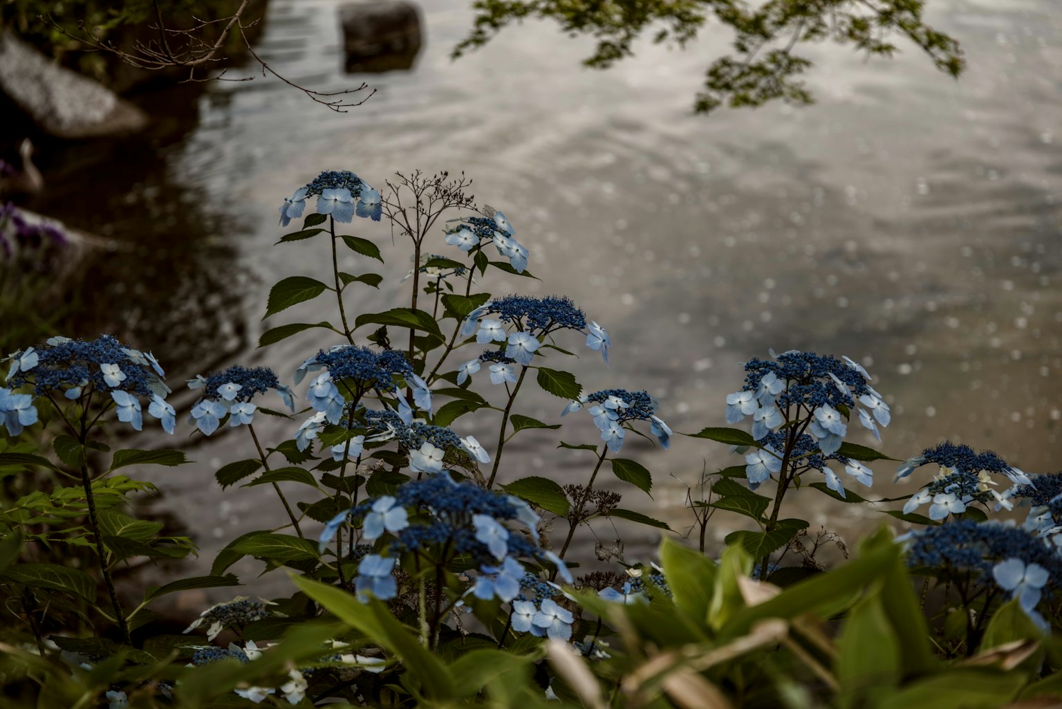 Bunga biru di tepi air dengan permukaan tenang